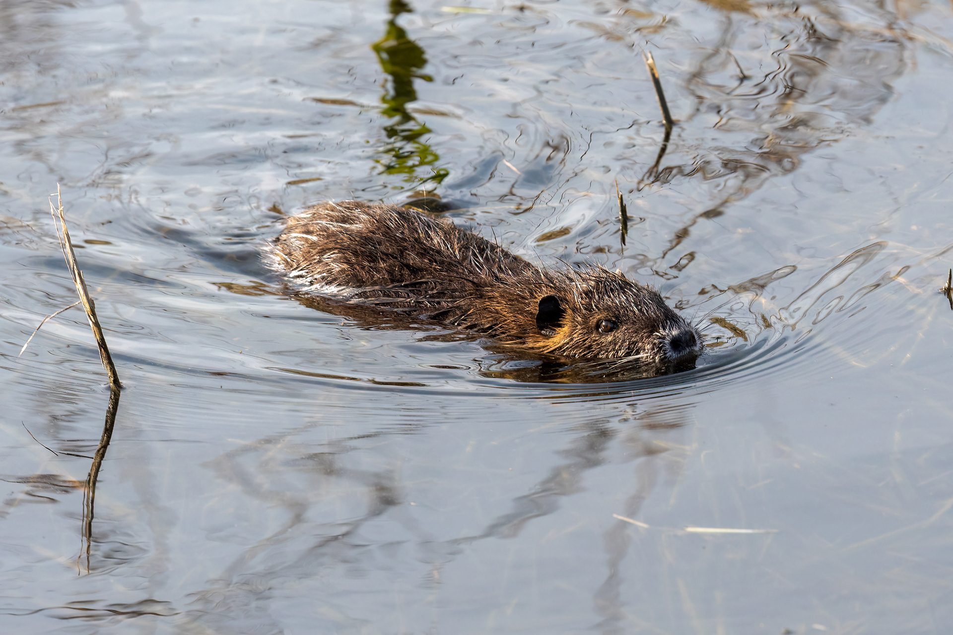 Nutria