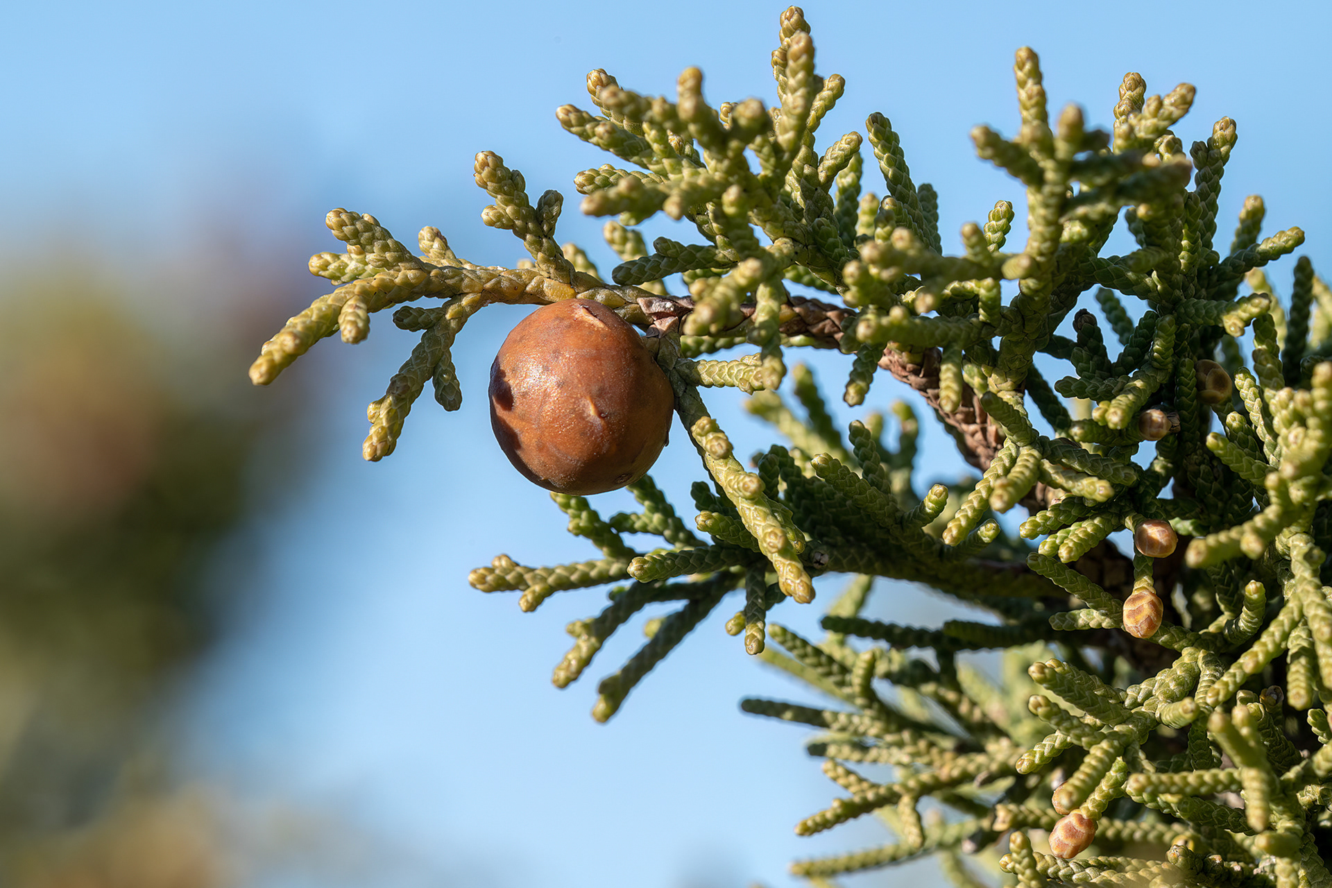 Juniperus phoenicea