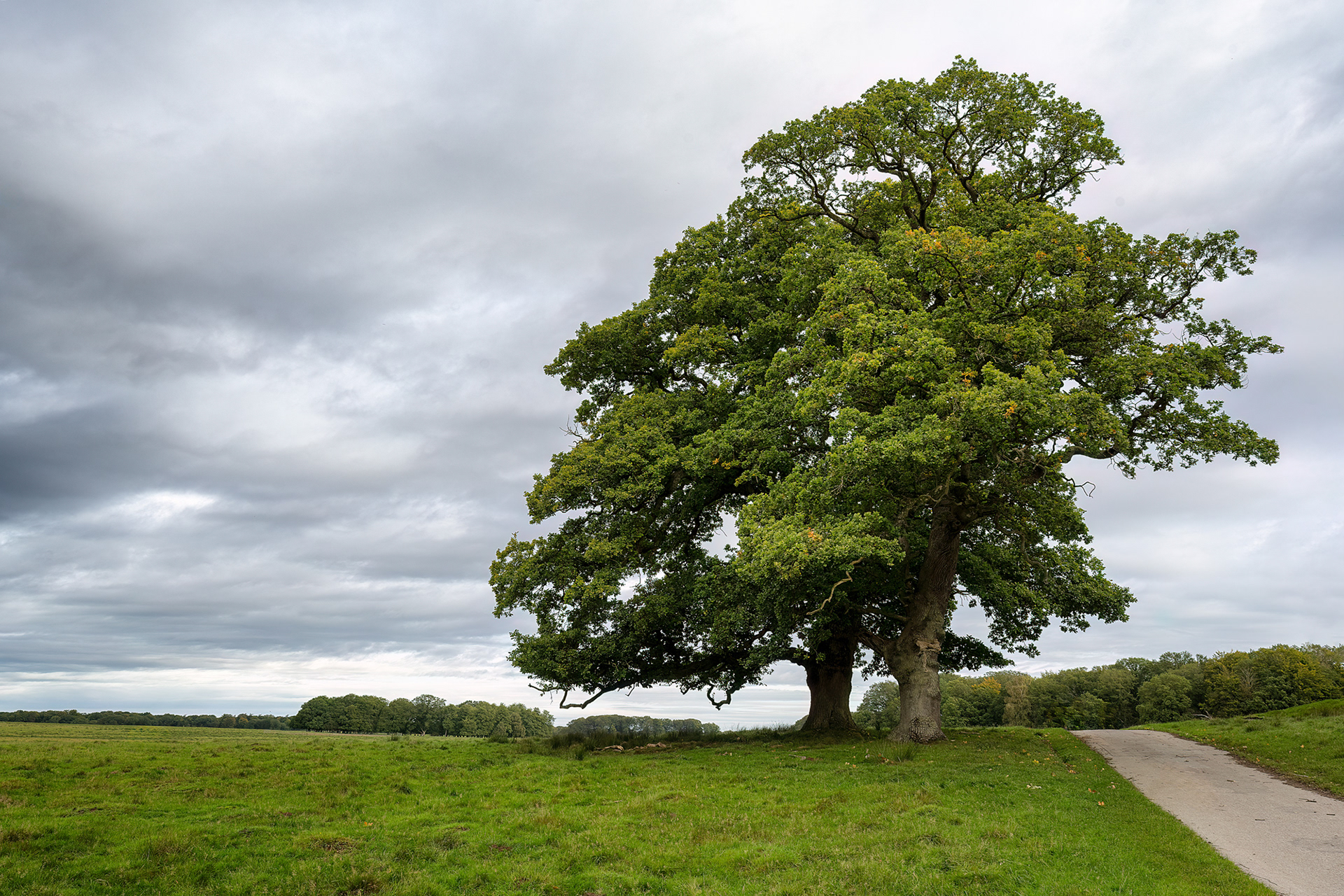Quercia