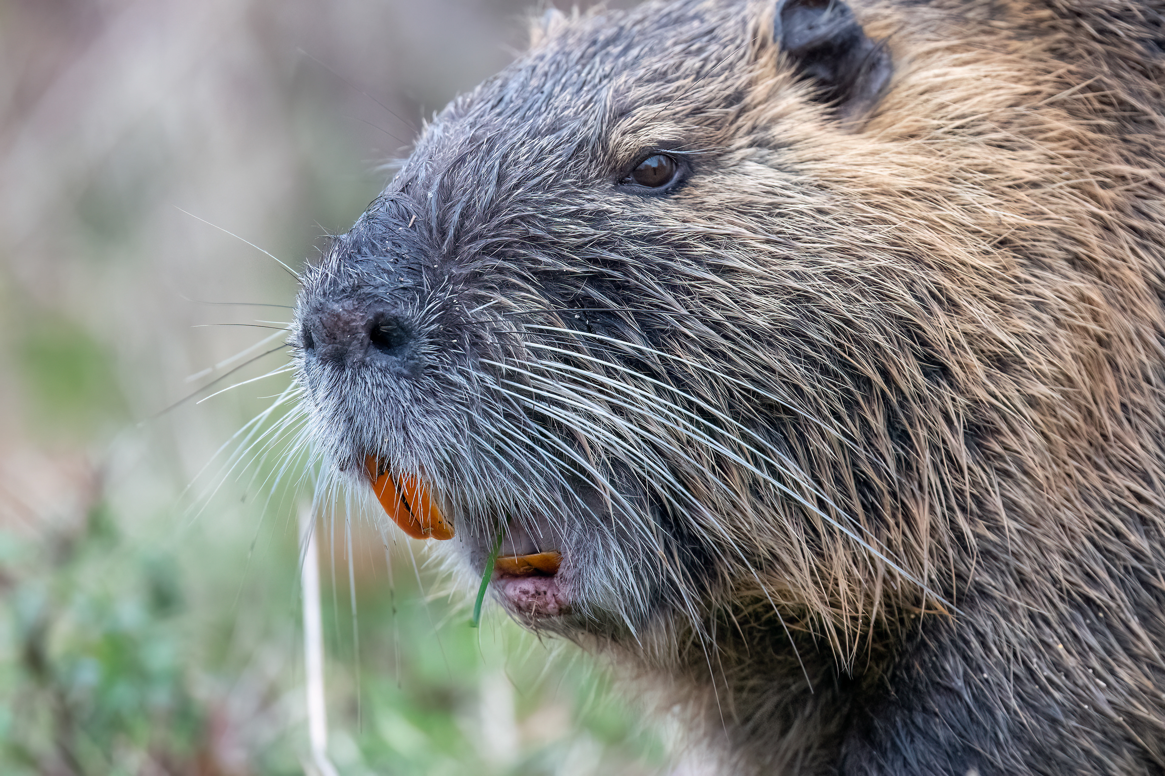 Nutria