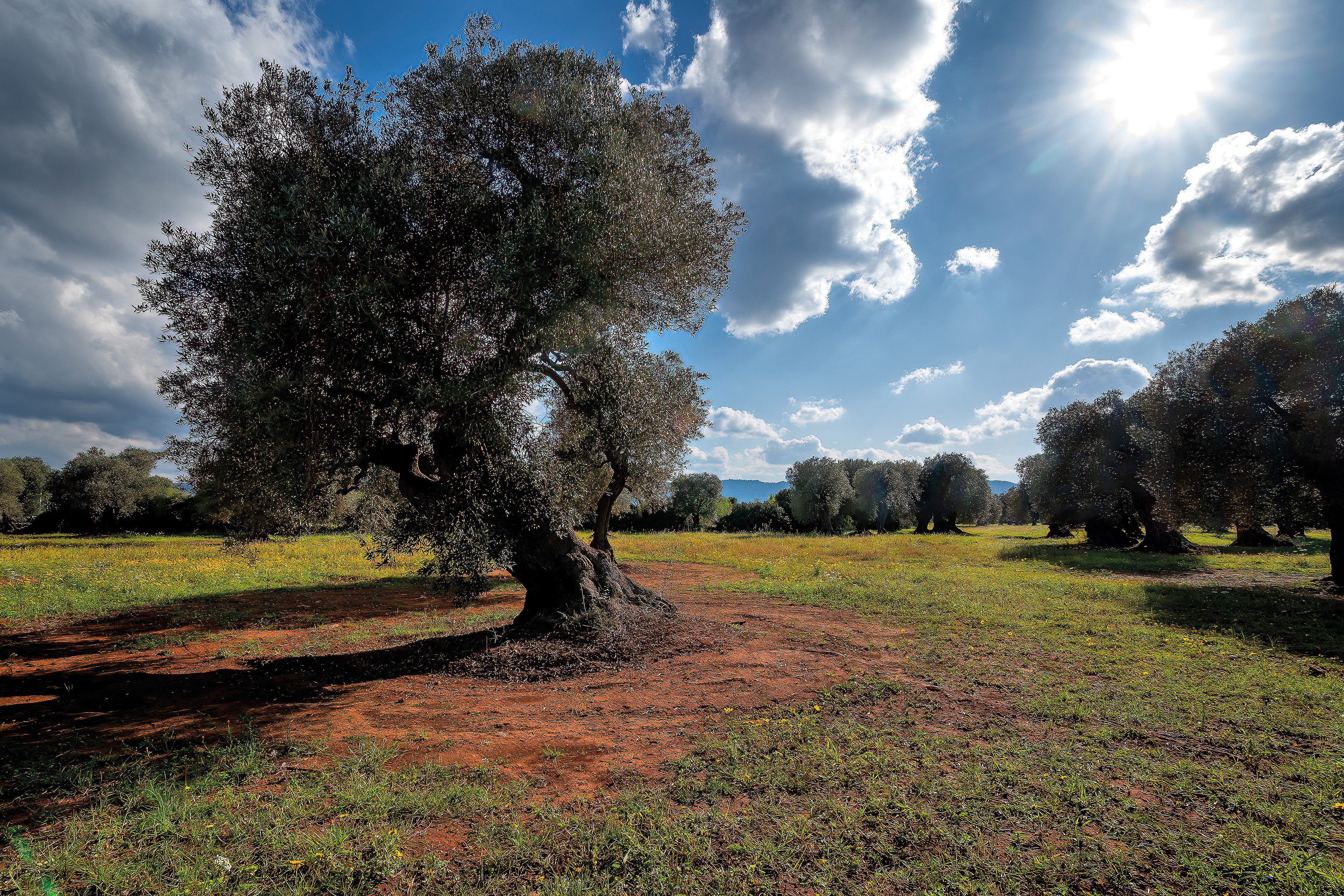 Piana di Ostuni