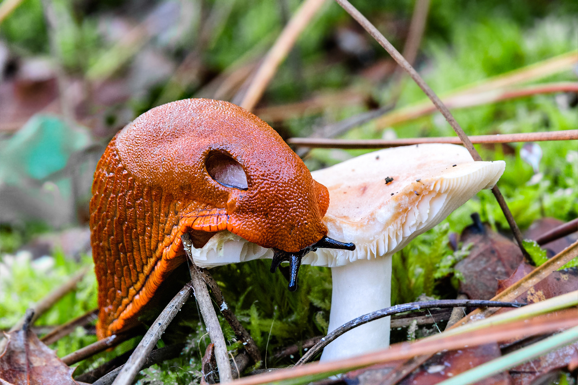 Foret des Saumonards