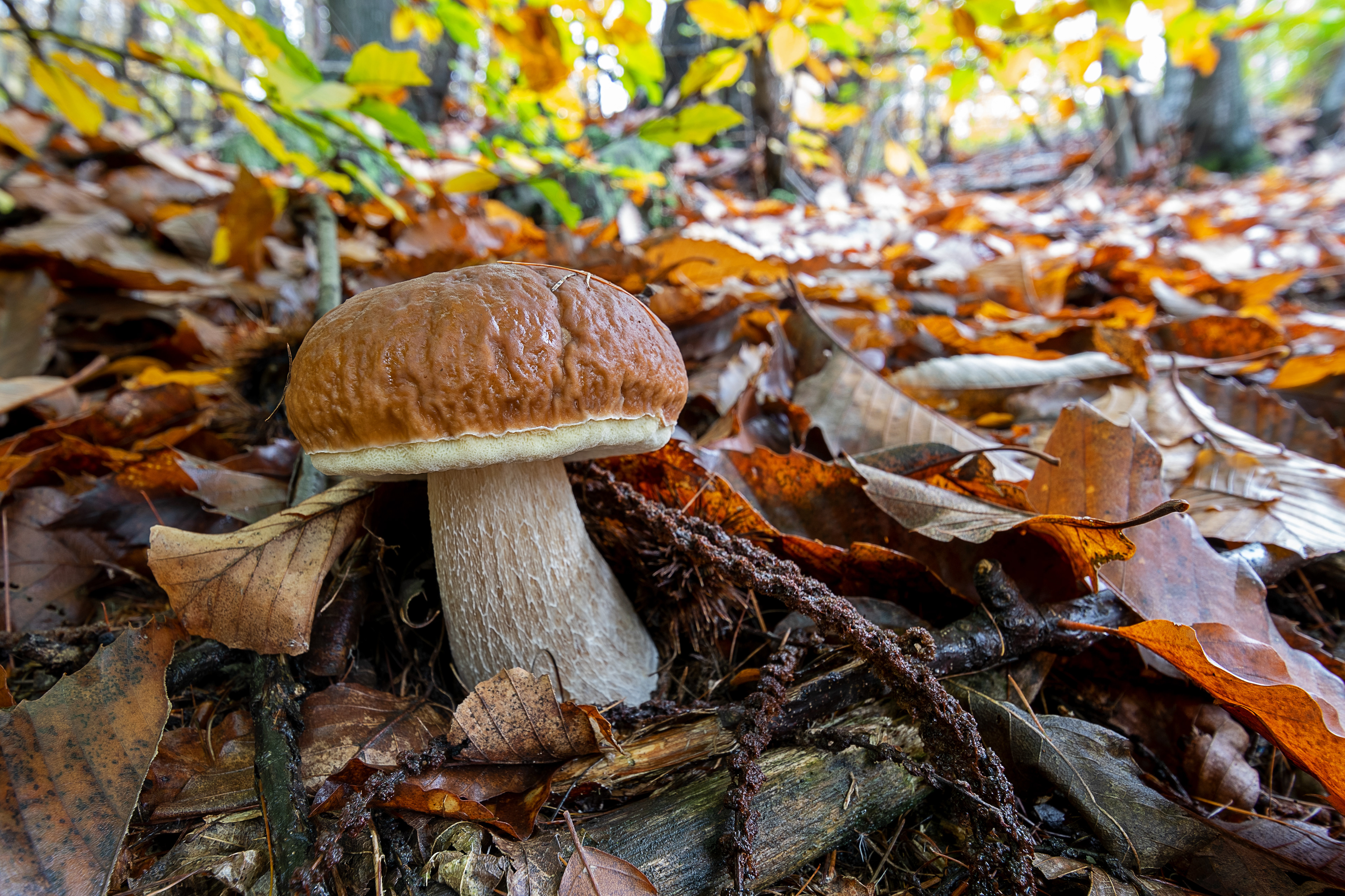 Boletus edulis