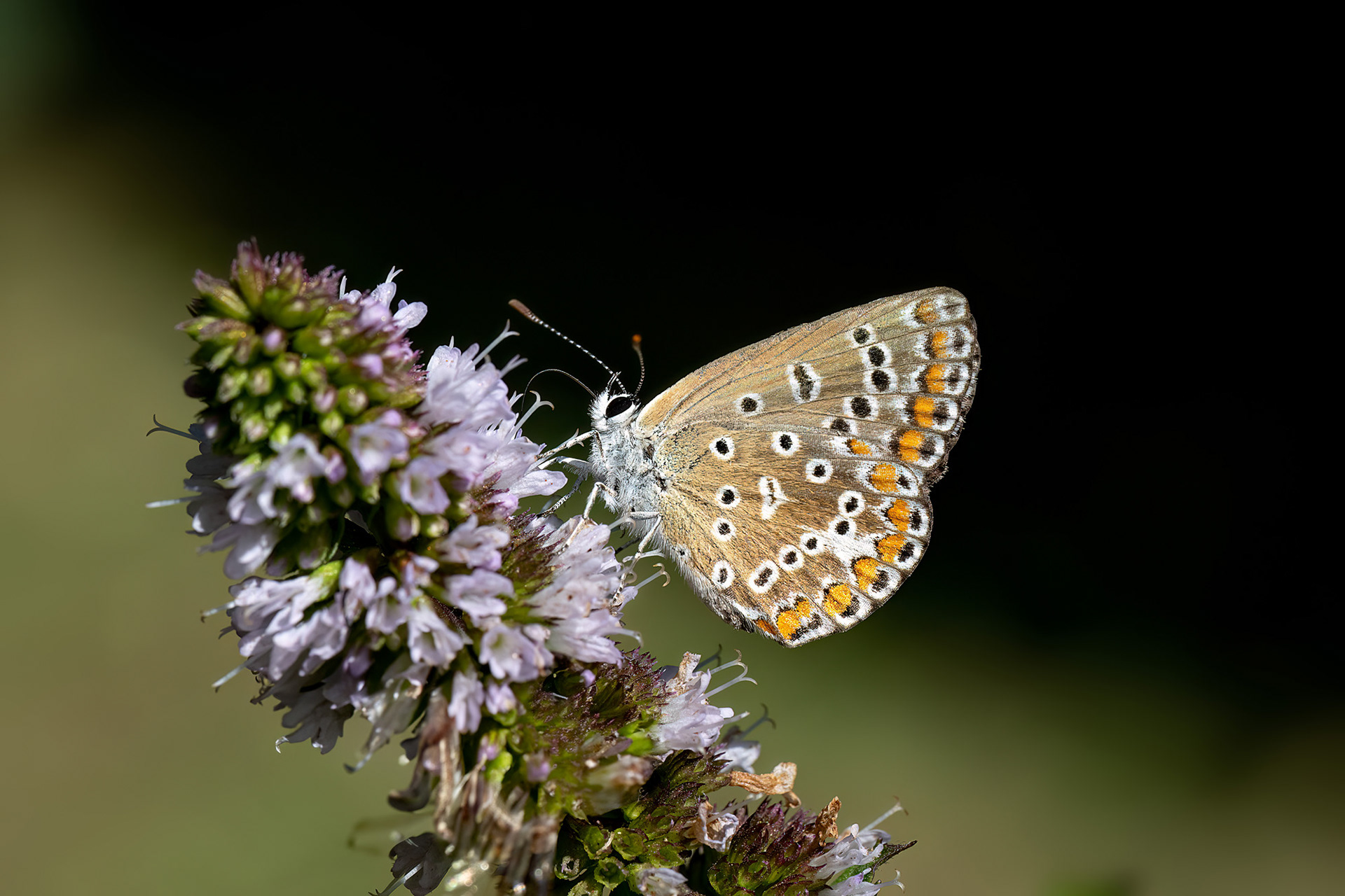 Polyommatus icarus femmina