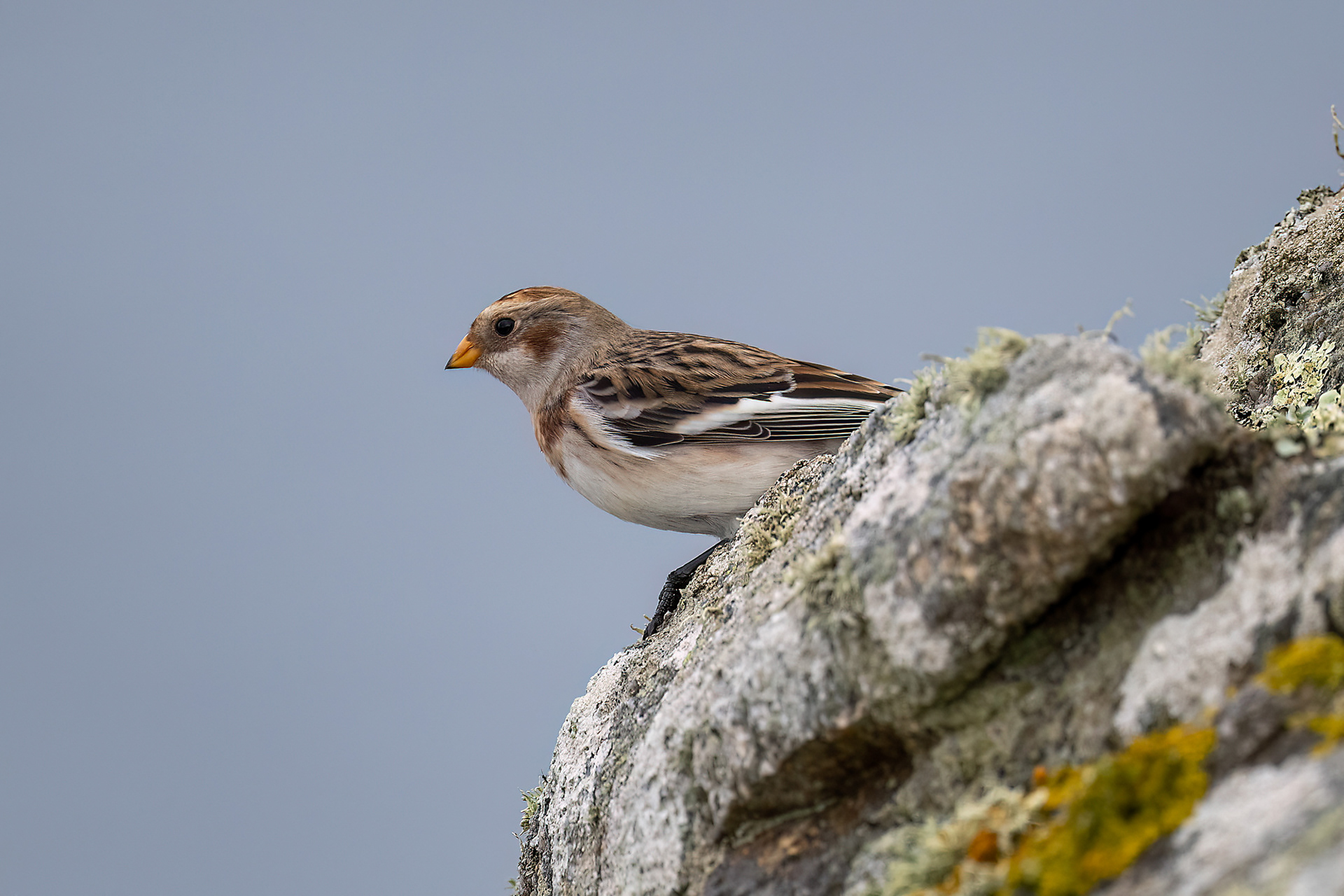 Cap Sizun - Zigolo delle nevi maschio