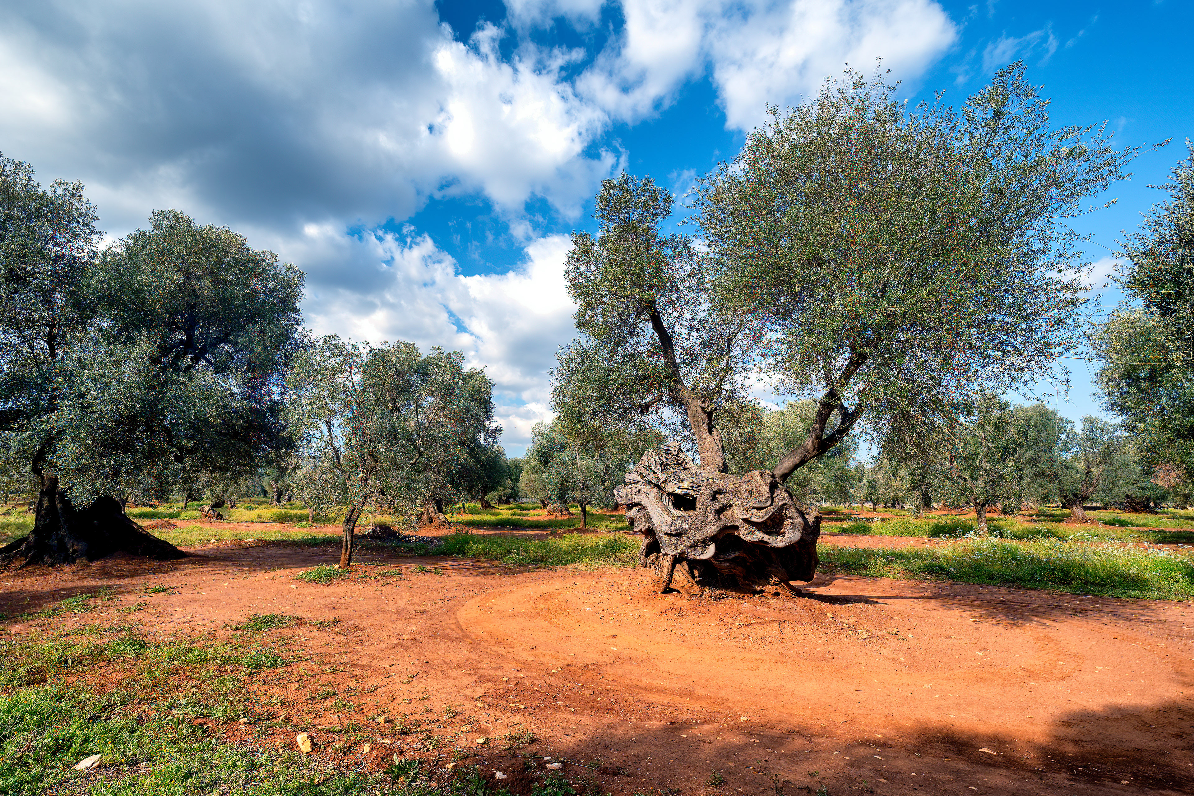 Piana di Ostuni