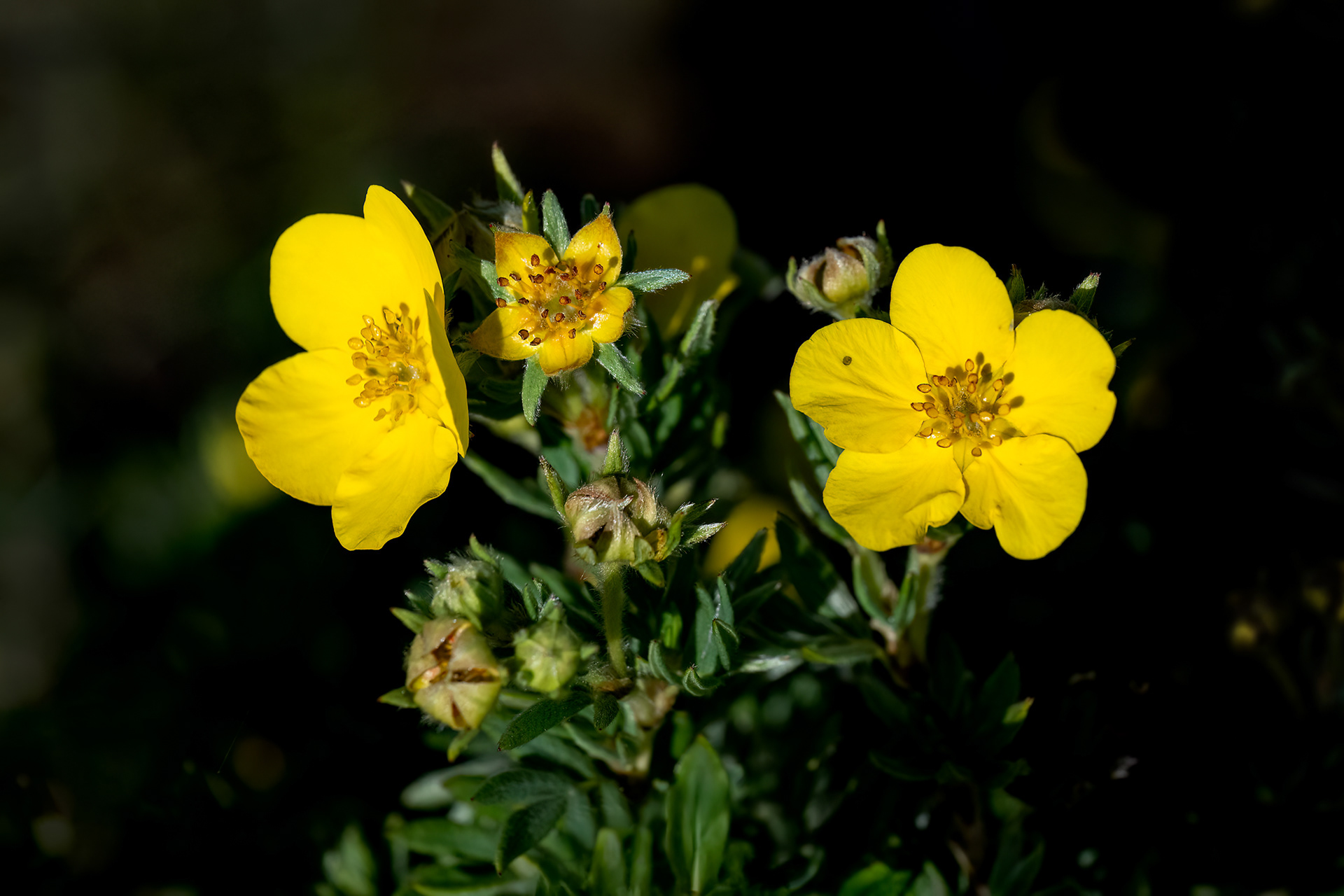 Potentilla fruticosa