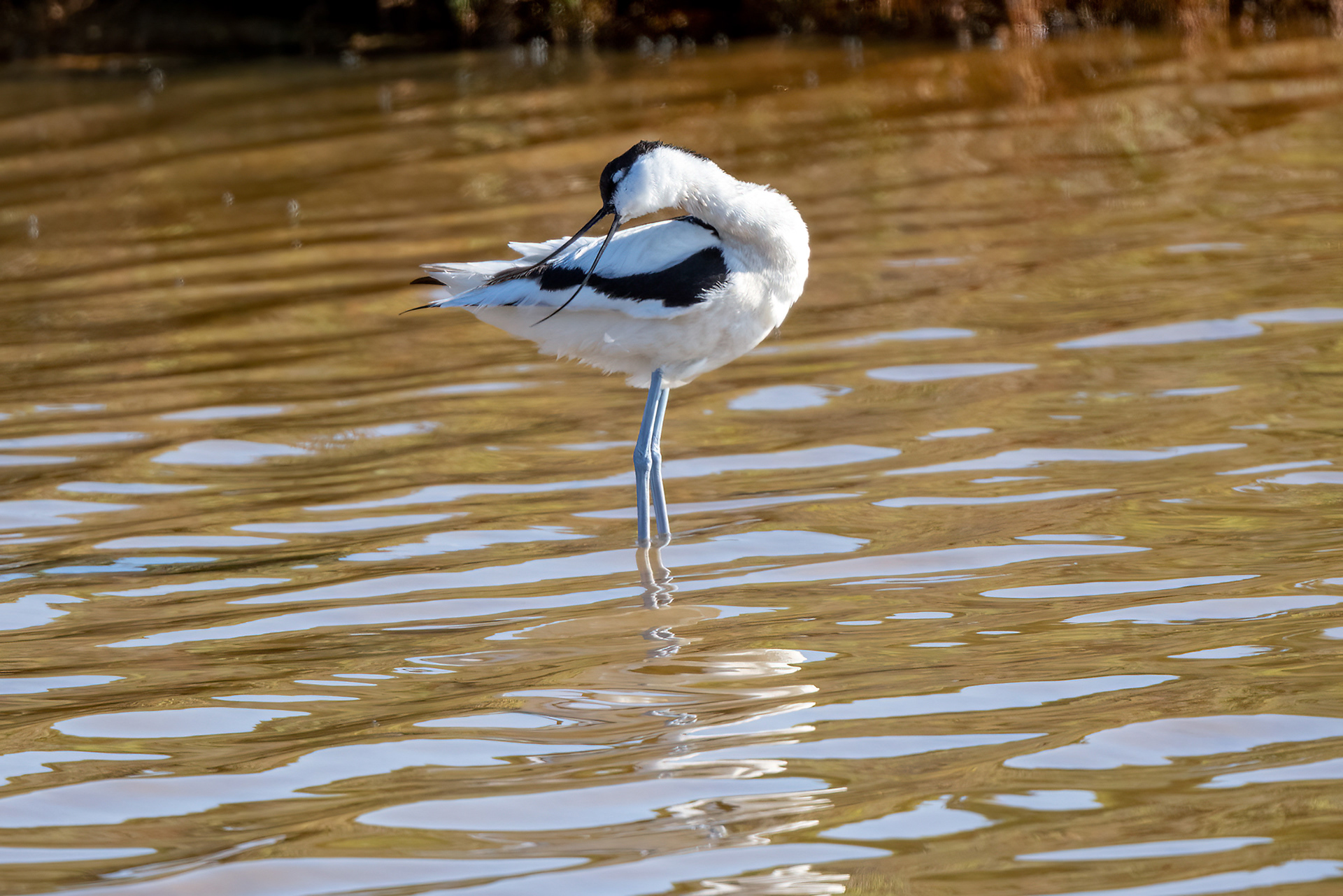 Avocetta