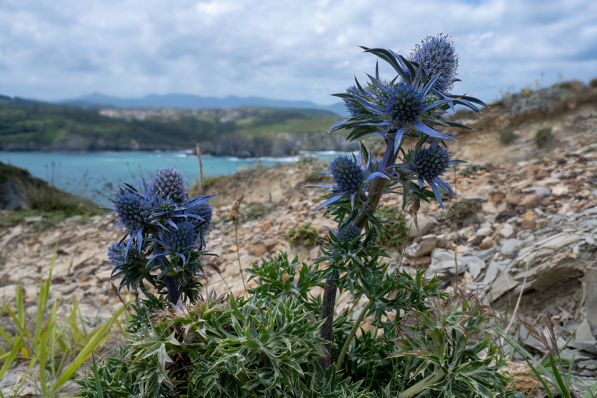 Cardo azzurro - Eryngium bourgatii