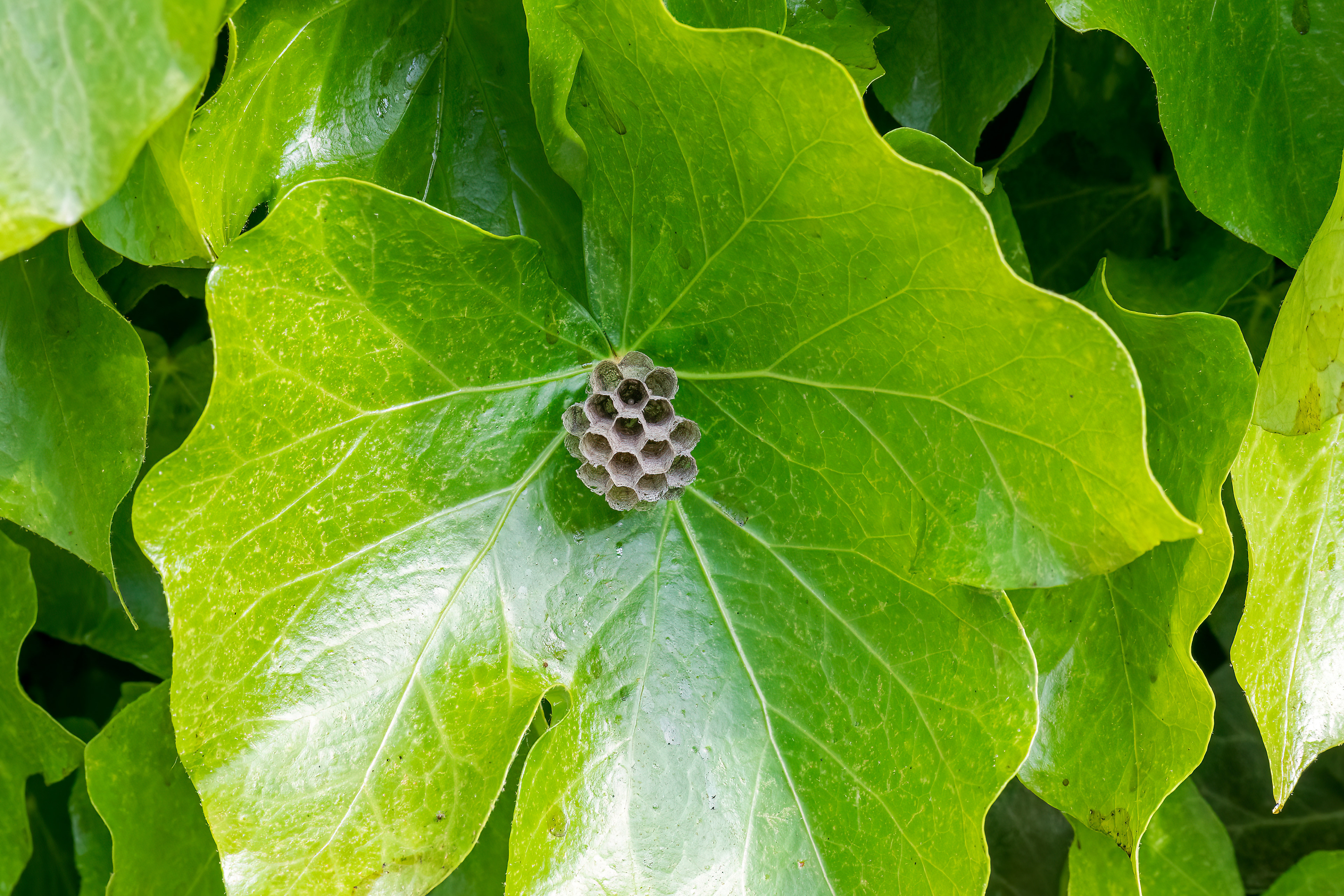 Polistes gallicus