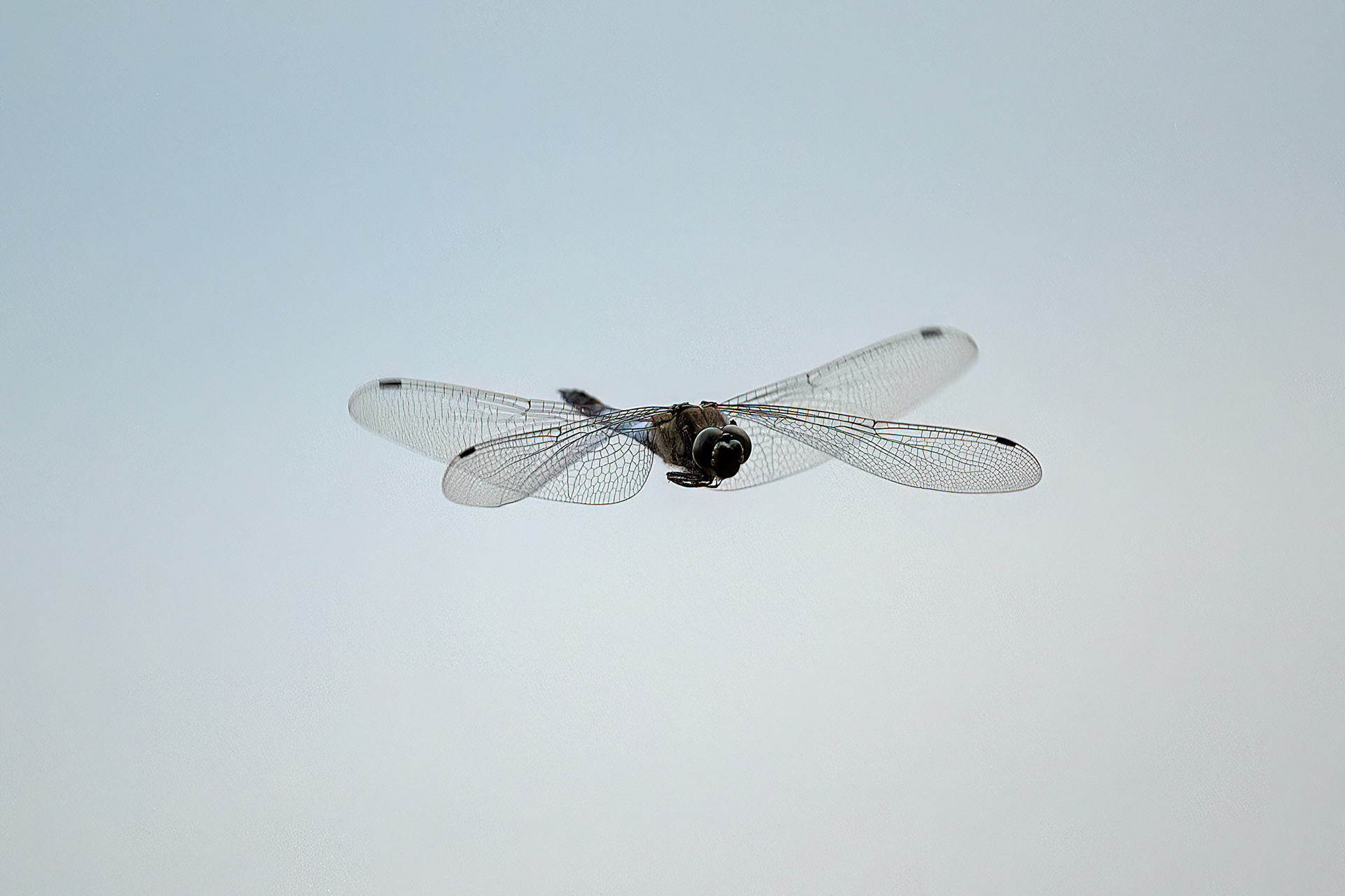 Orthetrum albystilum