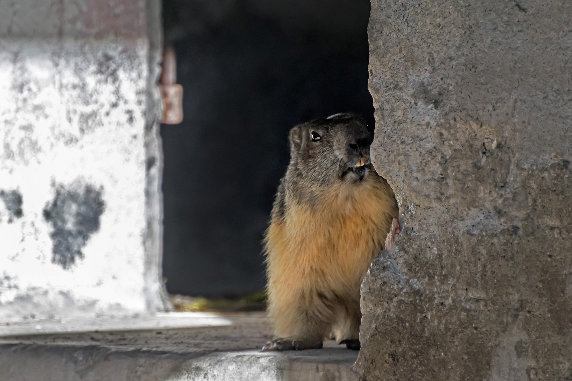 Marmotta