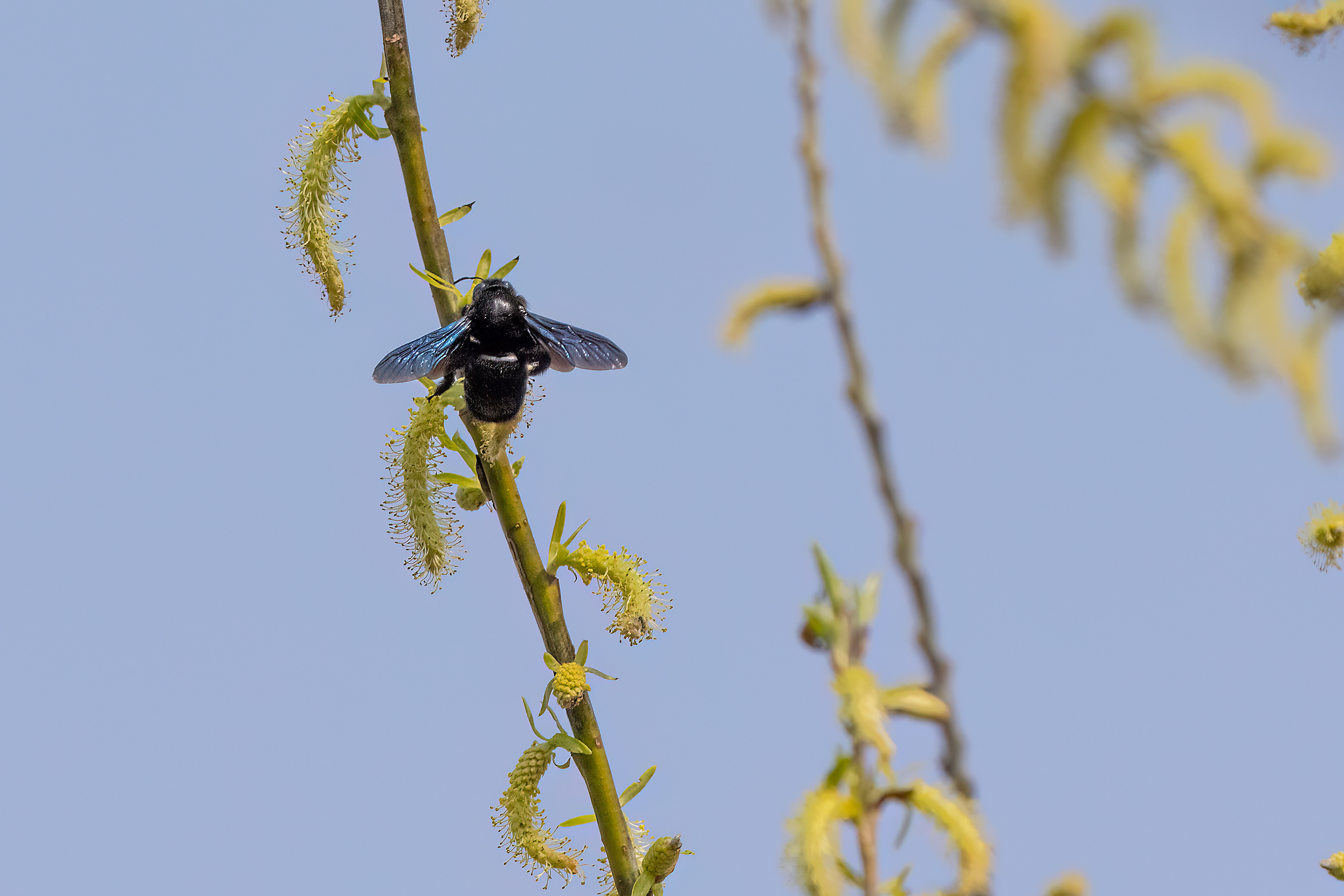Xylocopa violacea