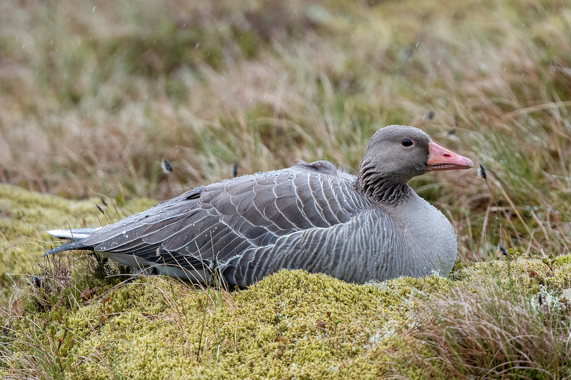 Vesterålen - Oca selvatica