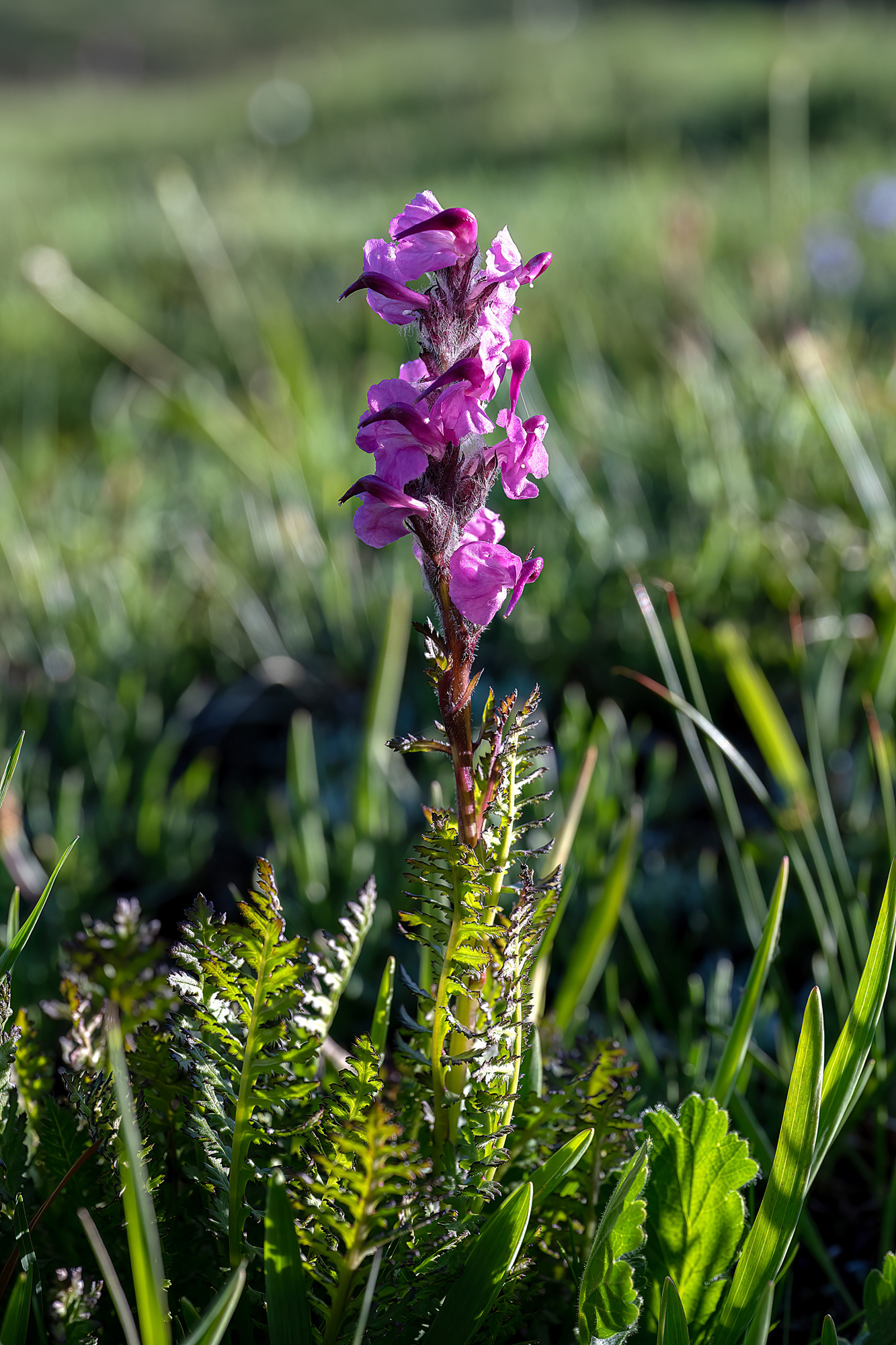 Pedicularis rostratospicata