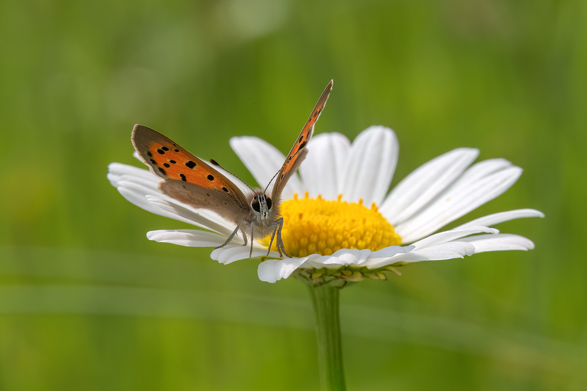 Lycaena phlaeas