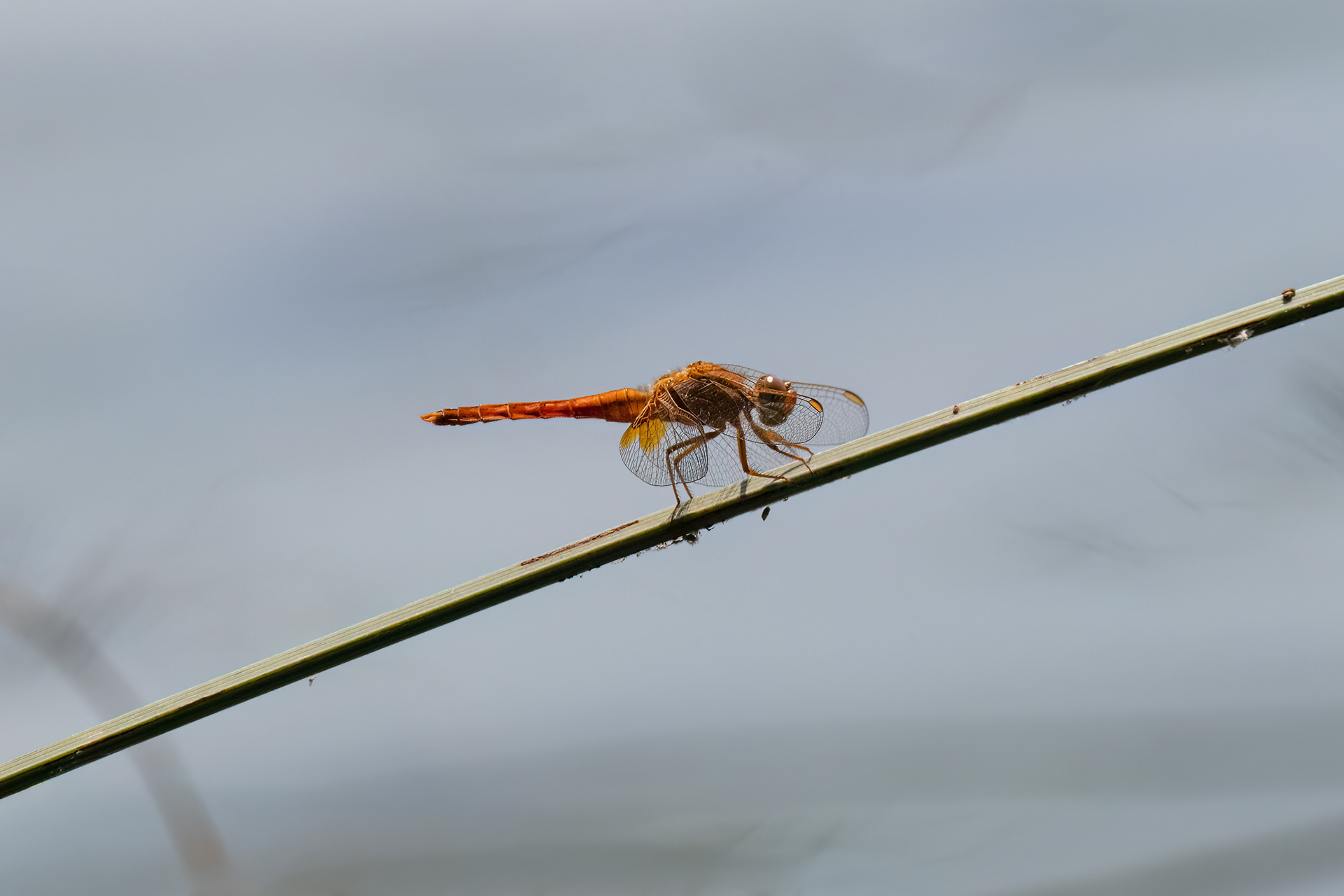 Frecciaerrante - Pantala flavescens