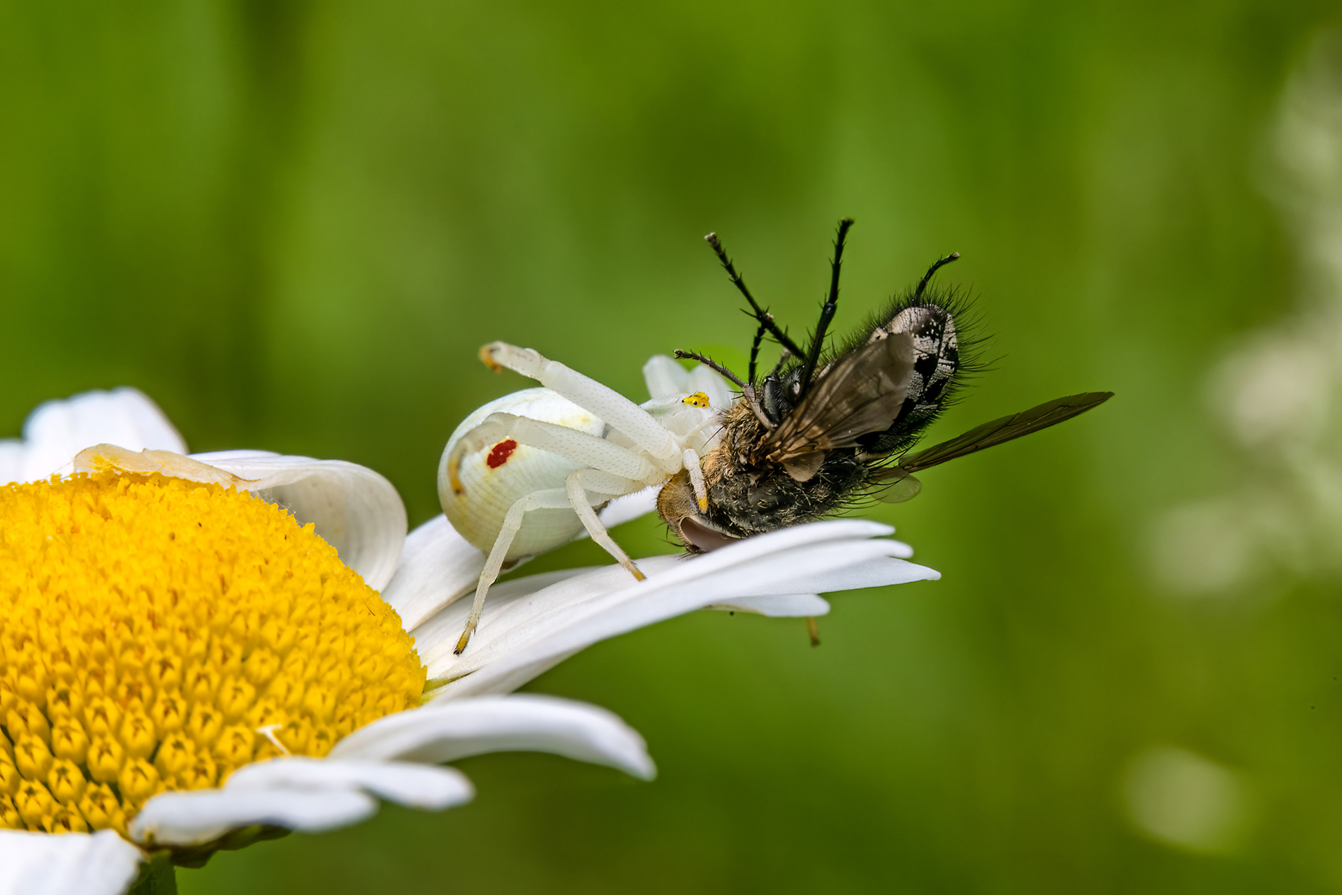 Thomisus