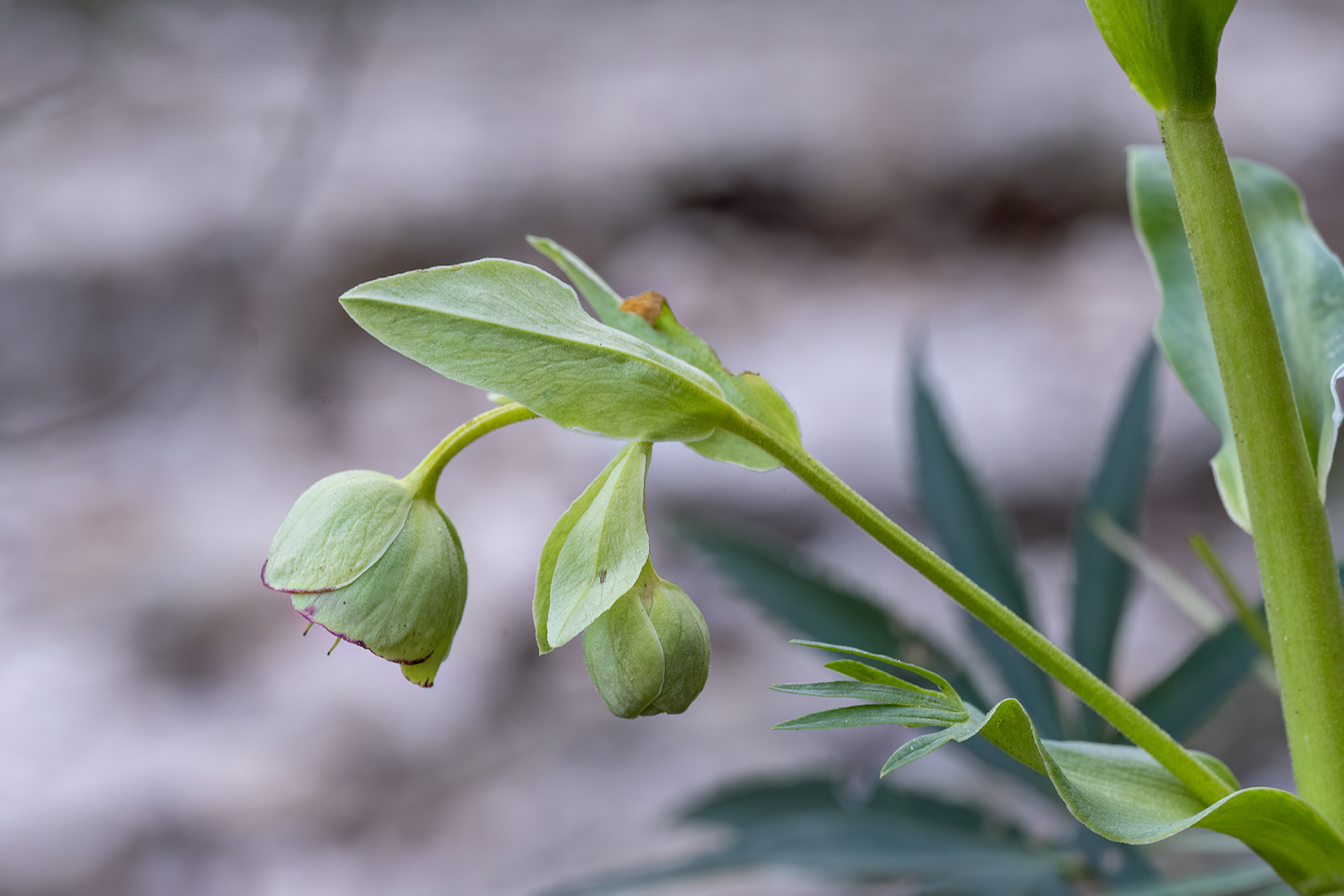Helleborus foetidus