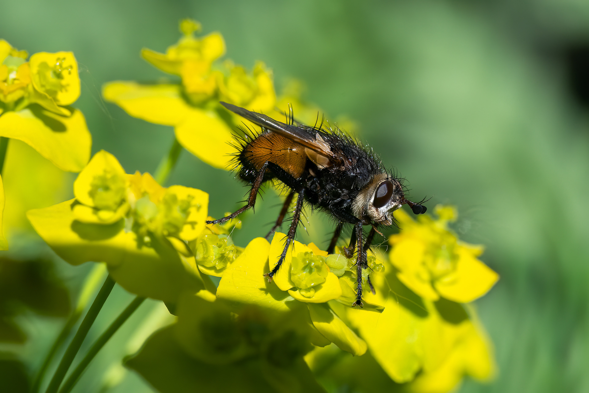 Tachina fera