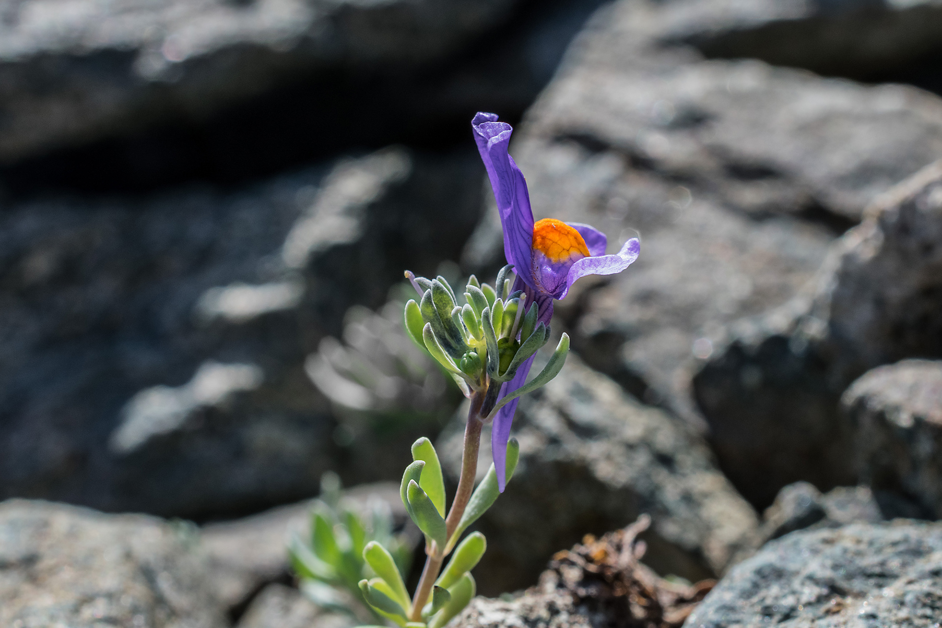 Linaria alpina