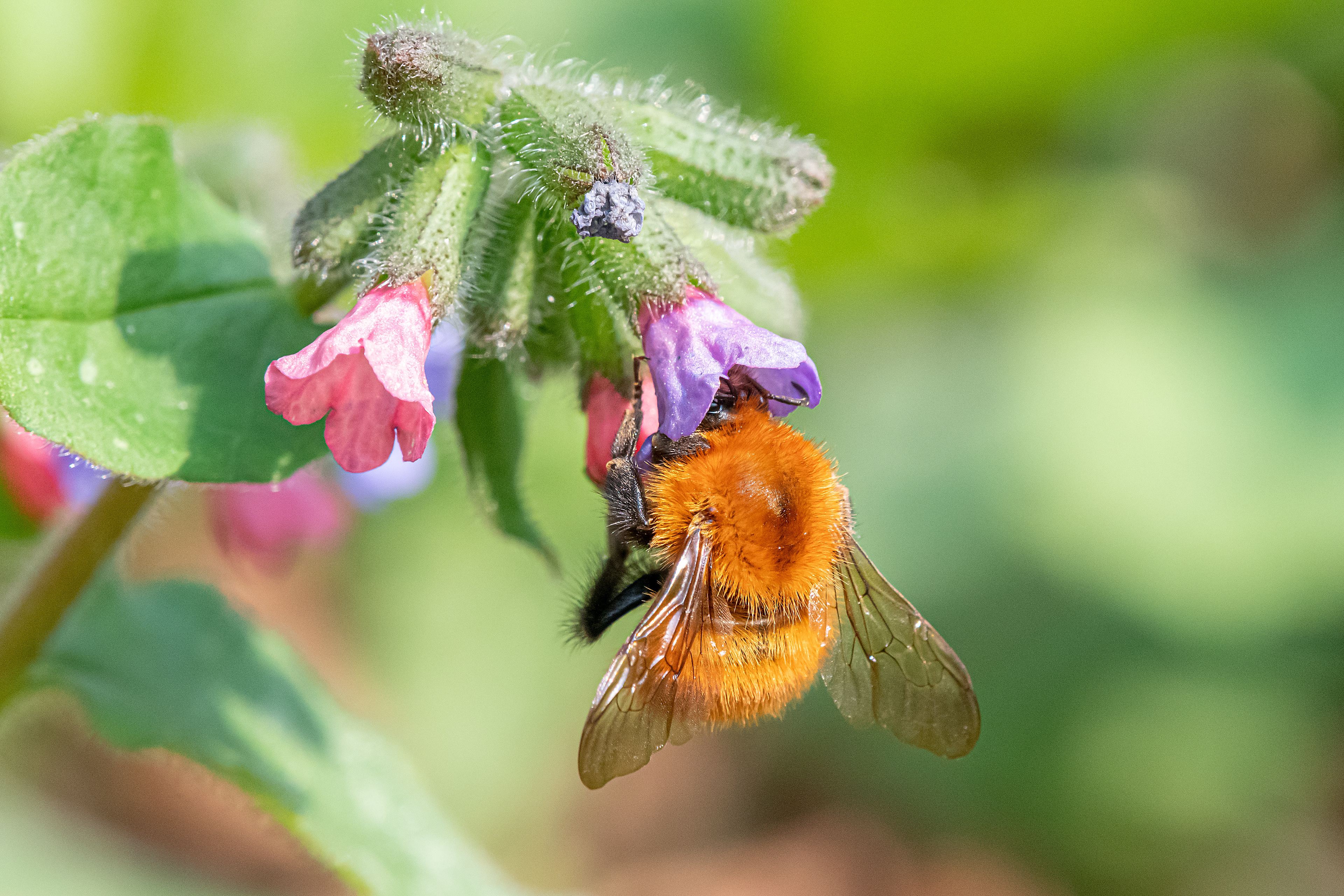 Bombus pascuorum