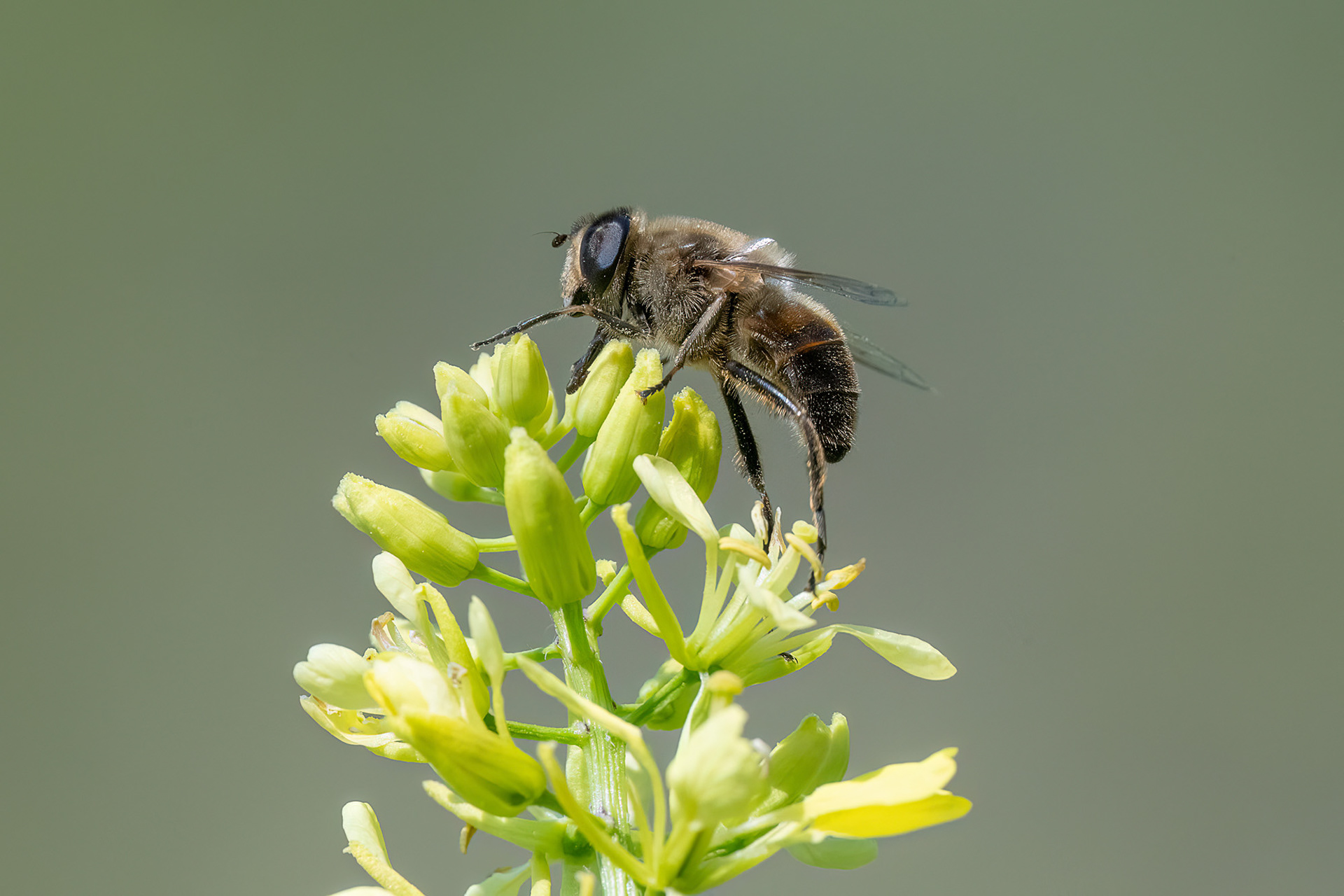 Eristalis arbustorum