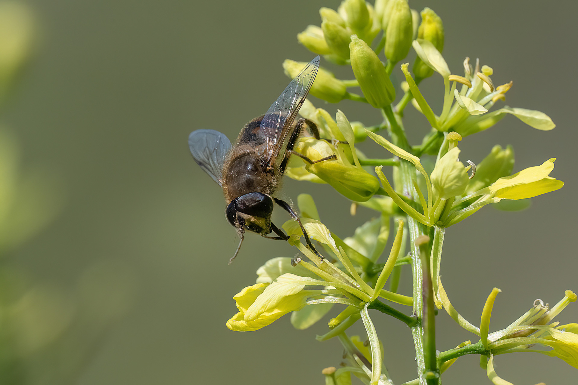 Eristalis arbustorum