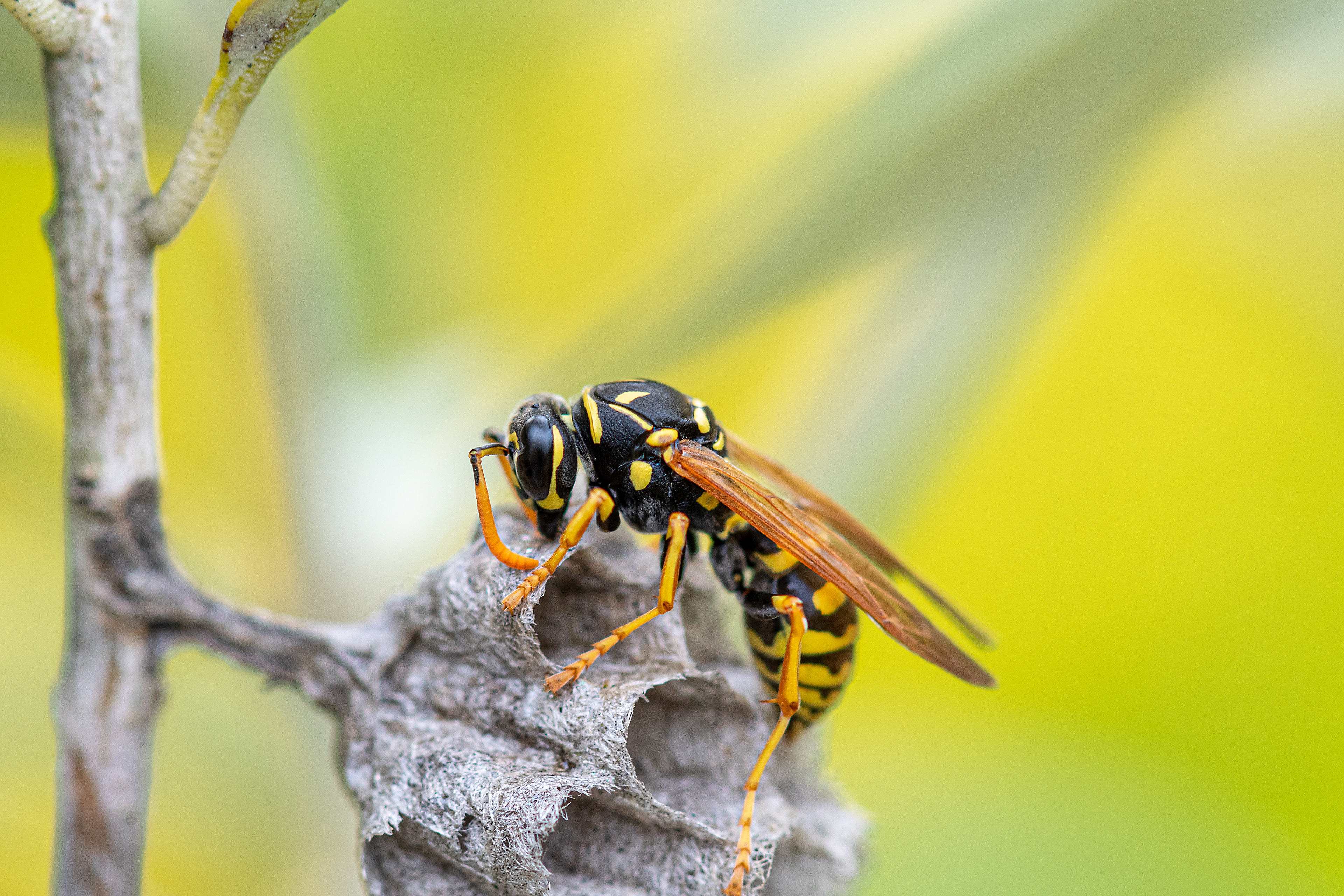 Polistes gallicus