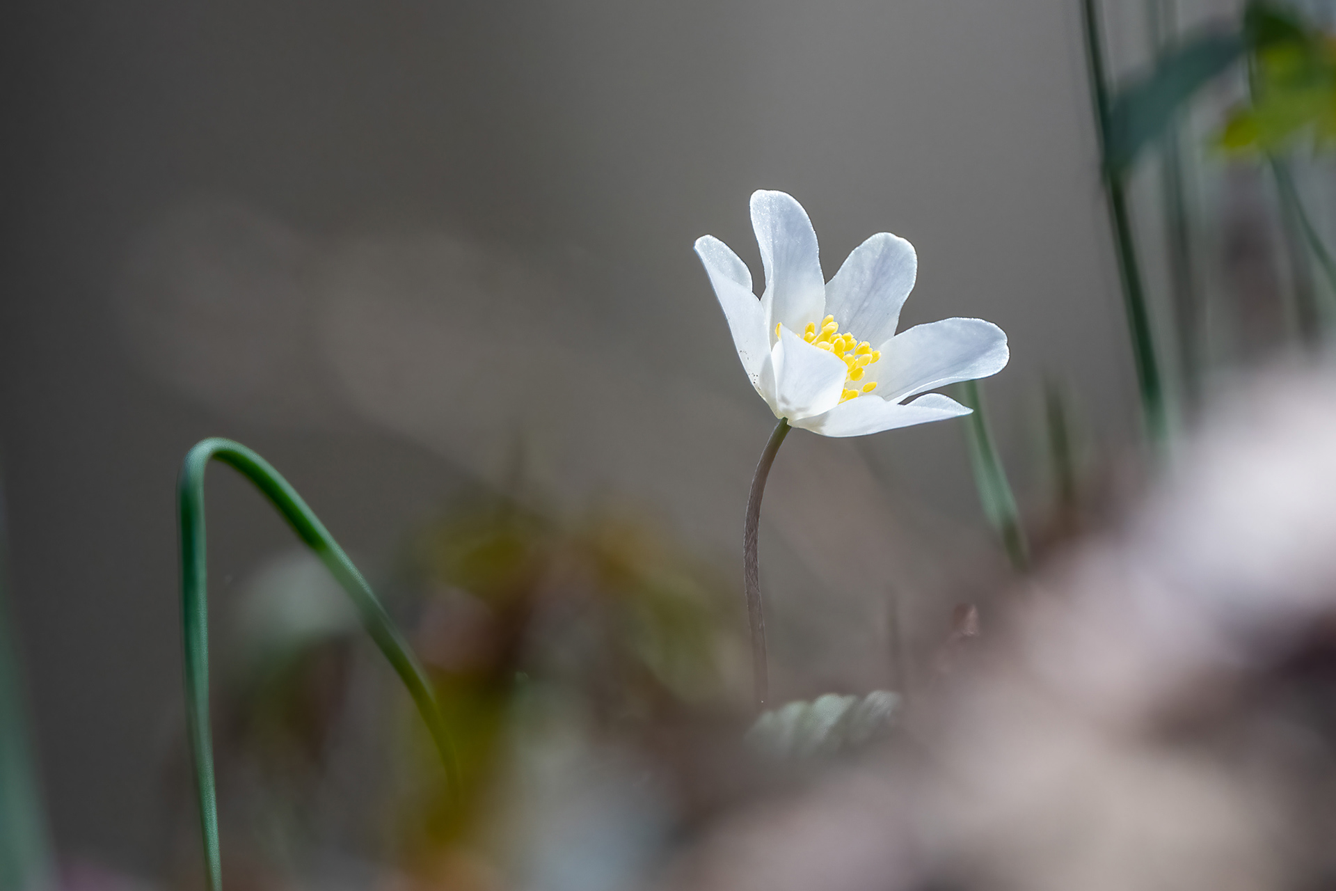 Anemone nemorosa