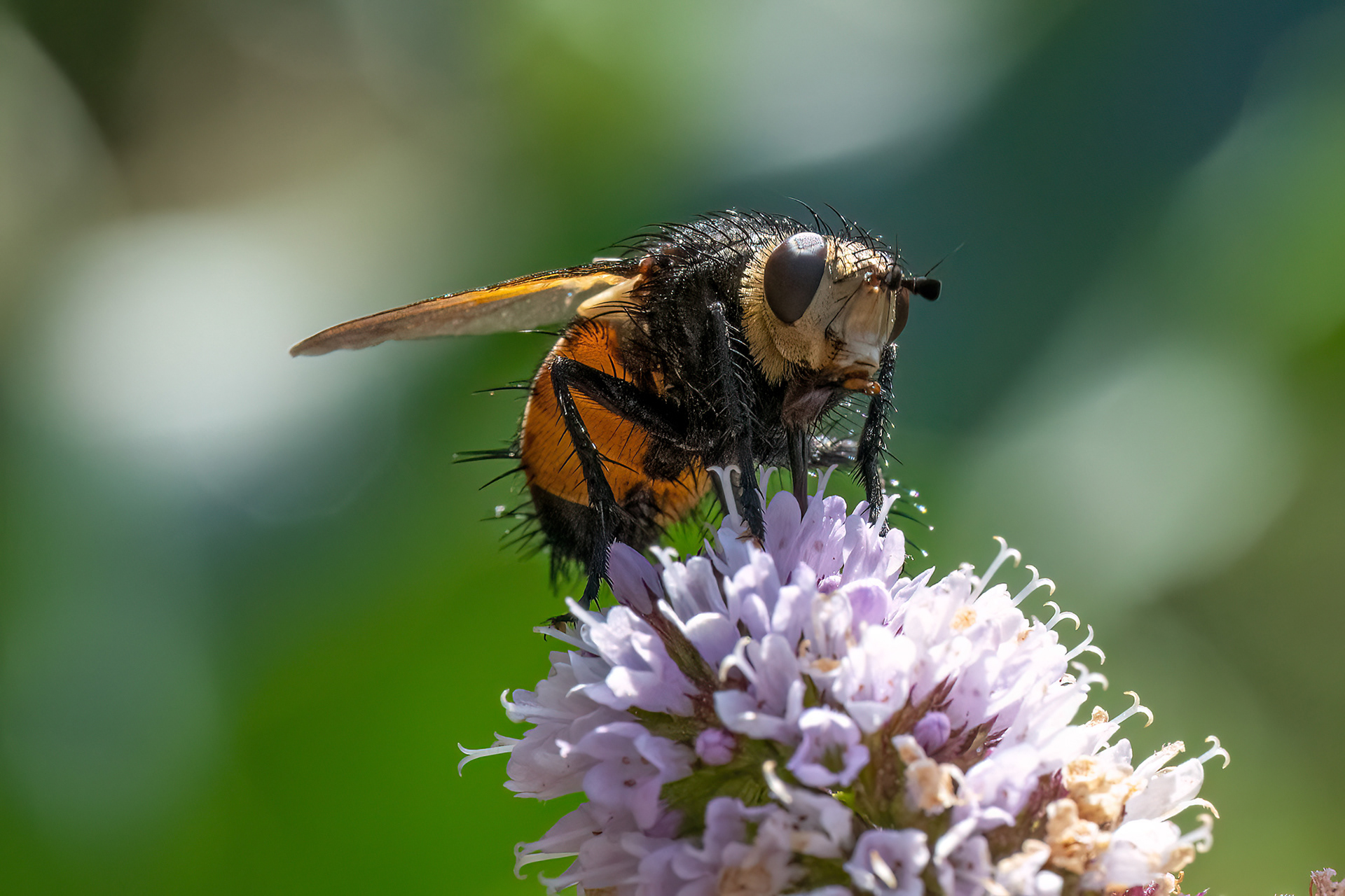 Tachina fera