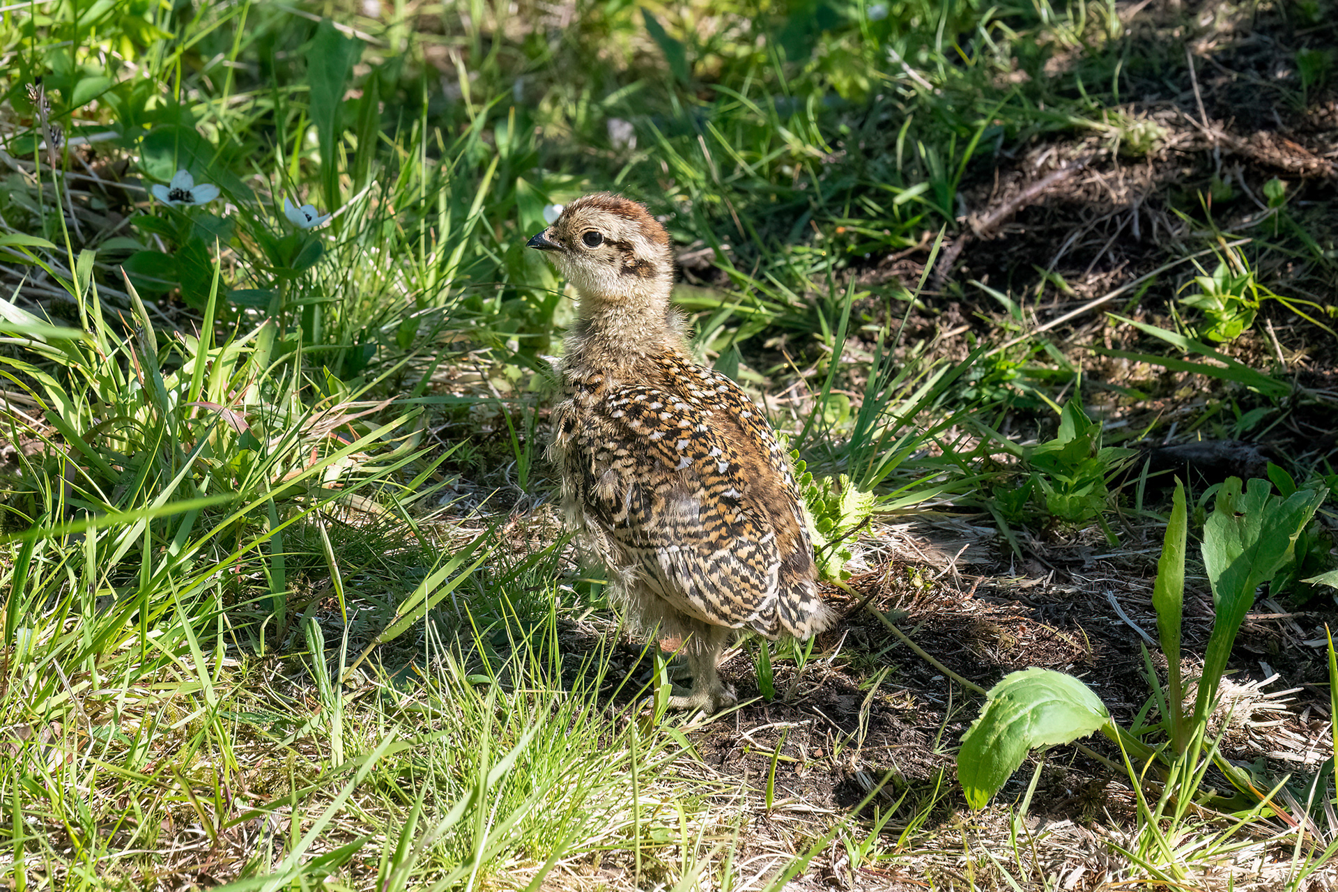 Pernice bianca nordica