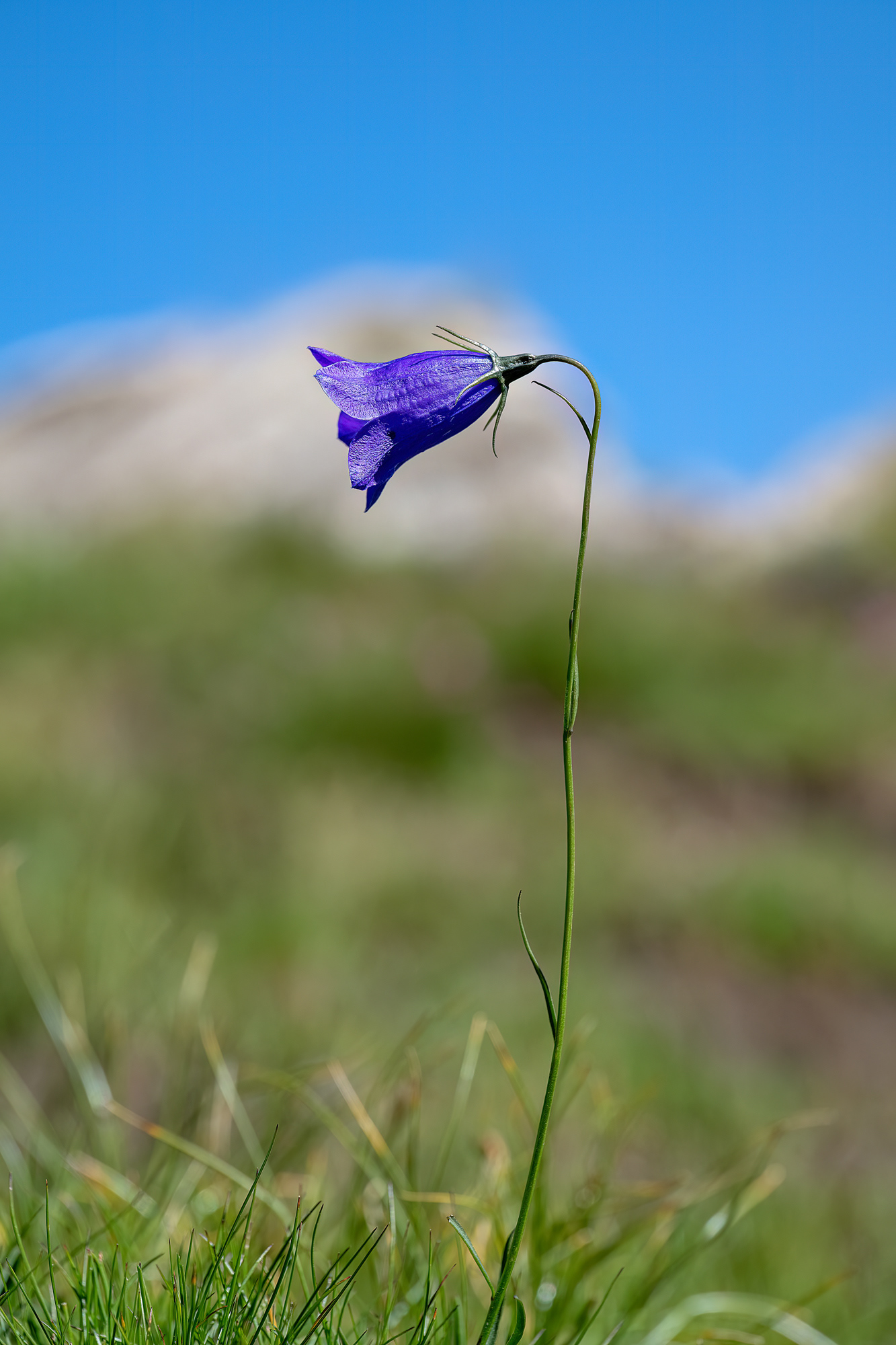 campanule