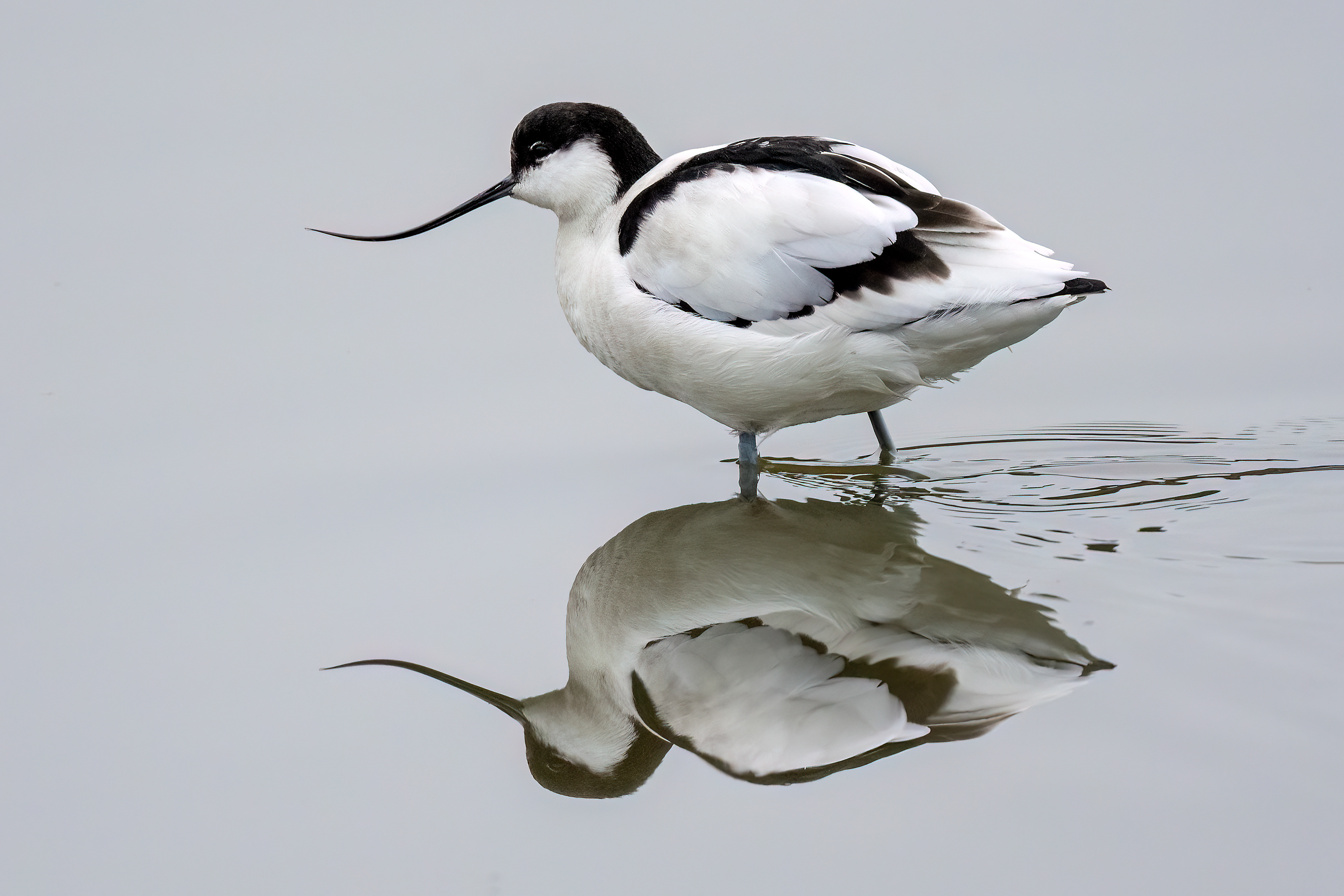 Avocetta