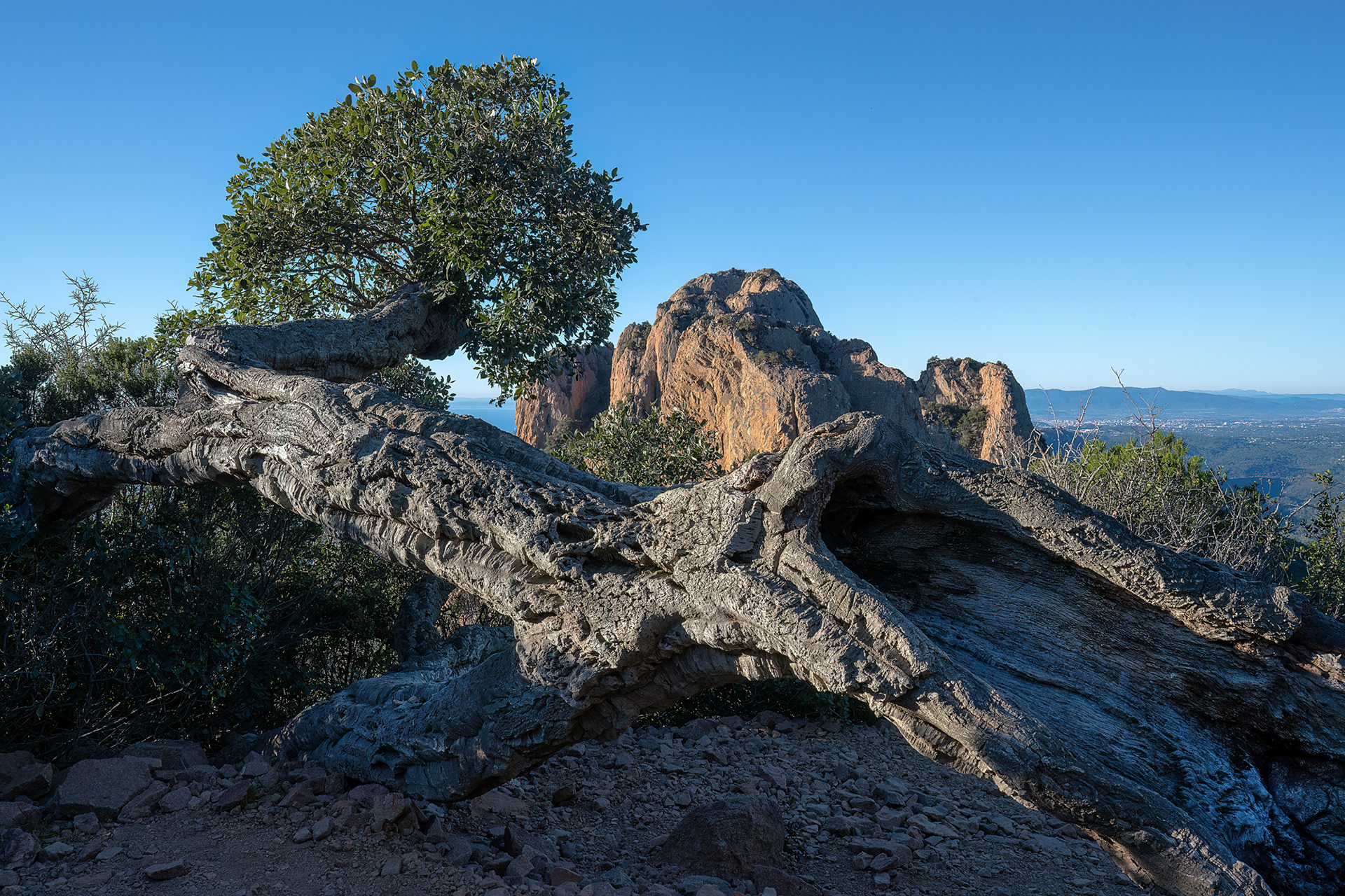Salendo al Pic du Cap Roux - Esterel