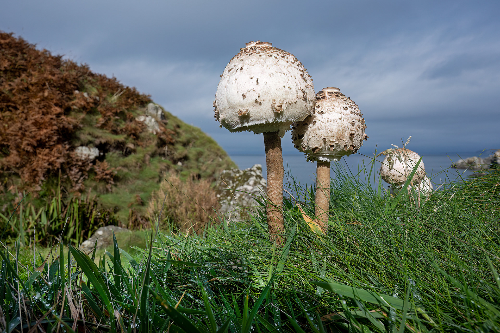Cap Sizun - mazza di tamburo