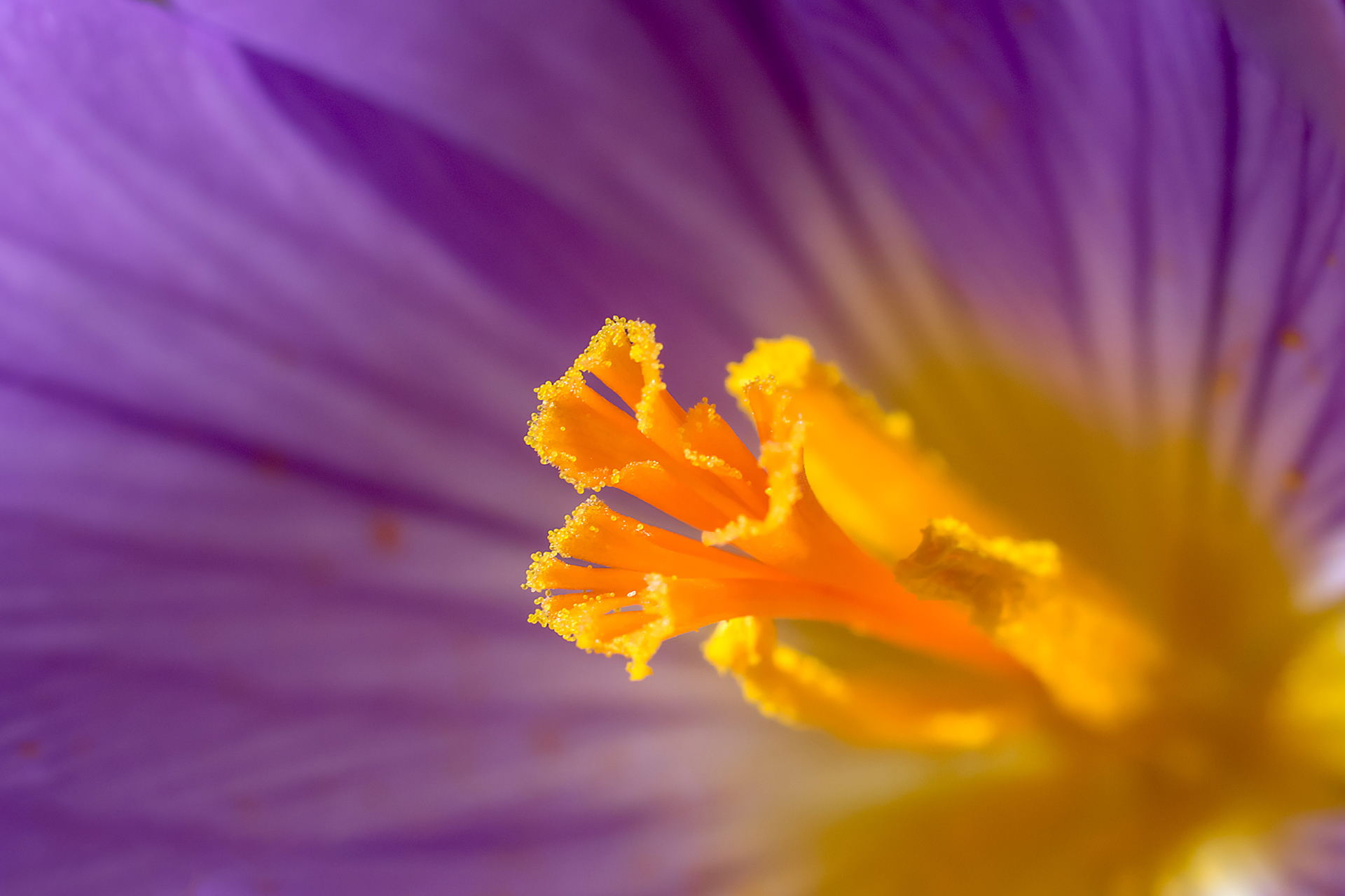Crocus