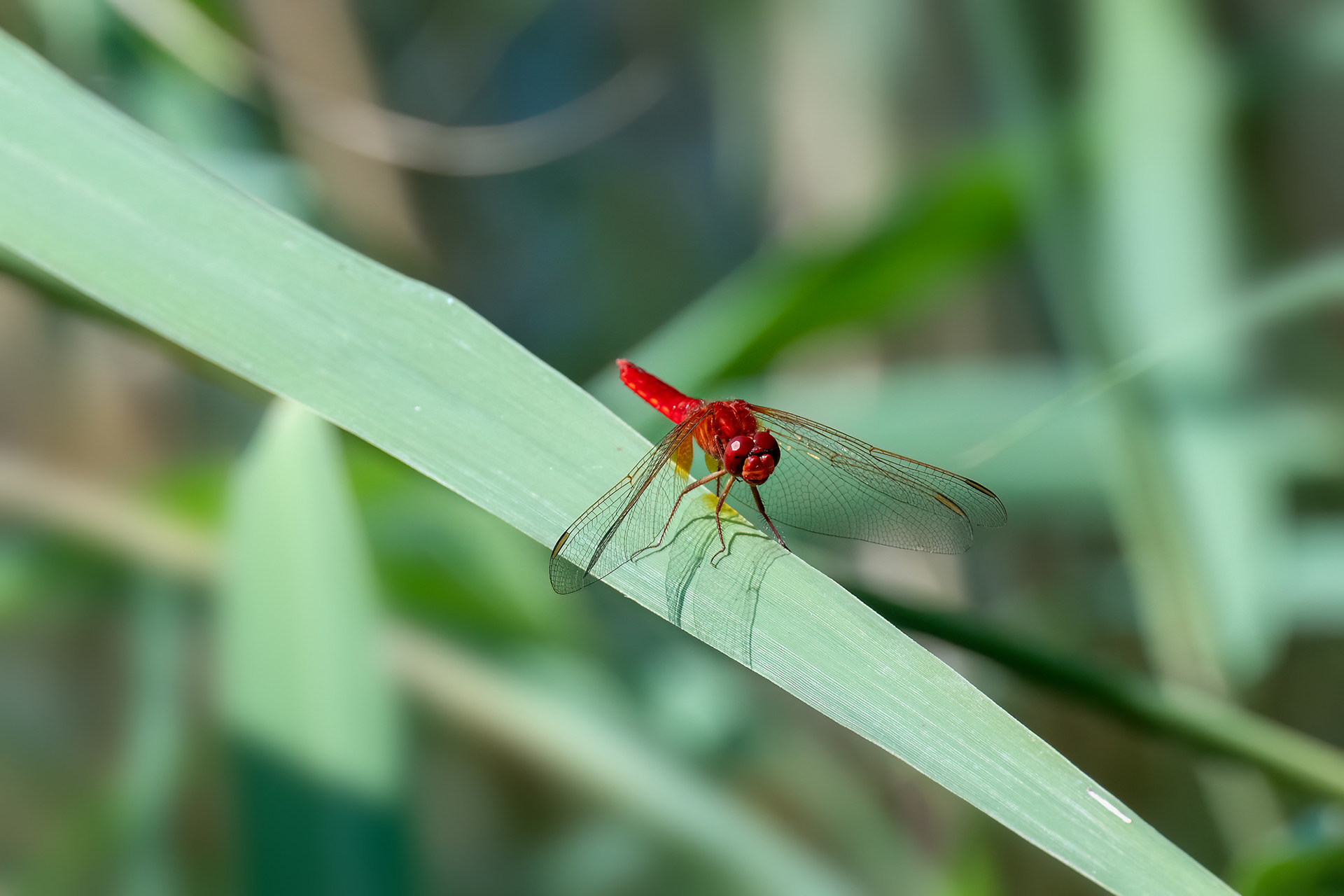 Libellula scarlatta - Crocothemis erytraea