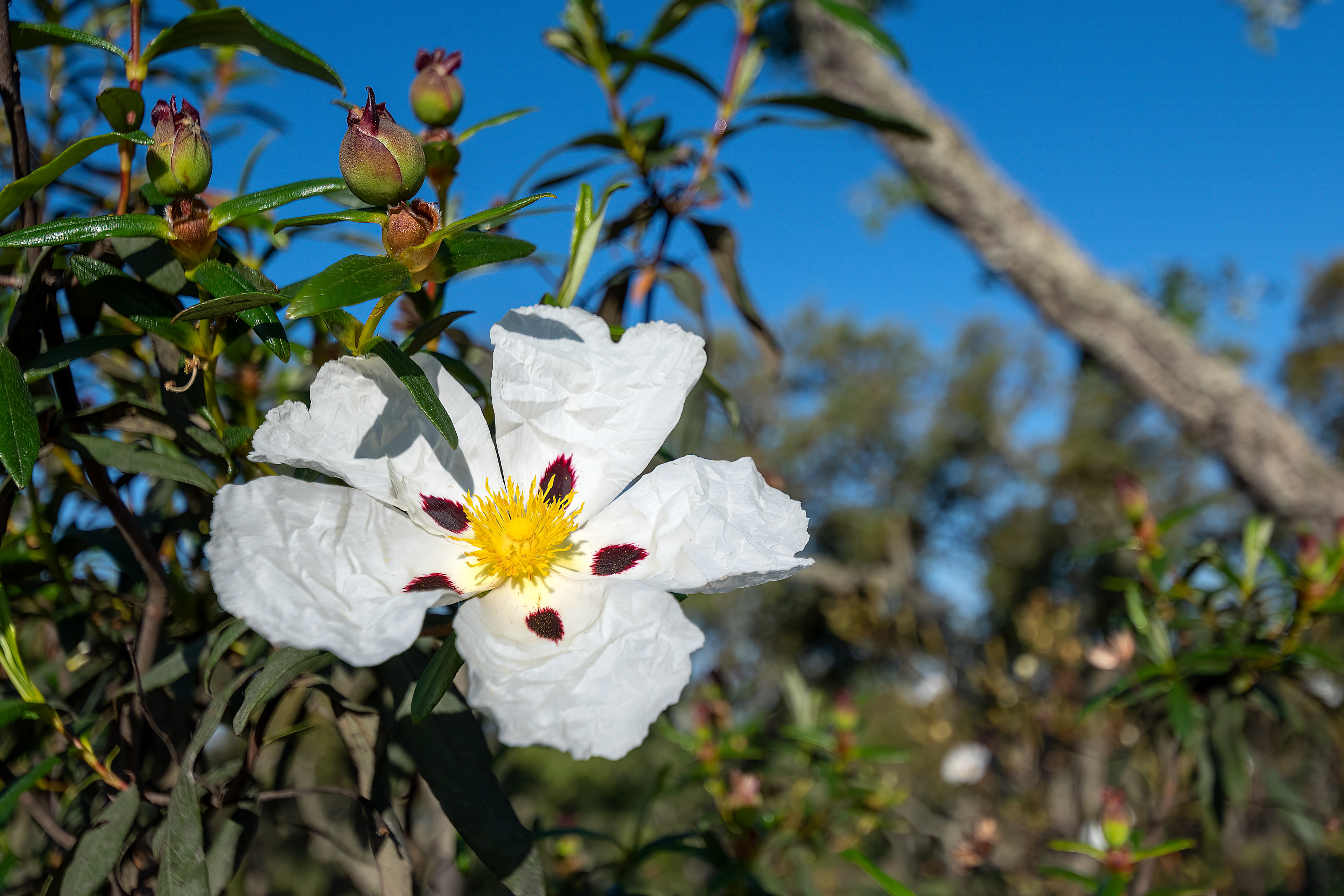 Cistus palhinhae