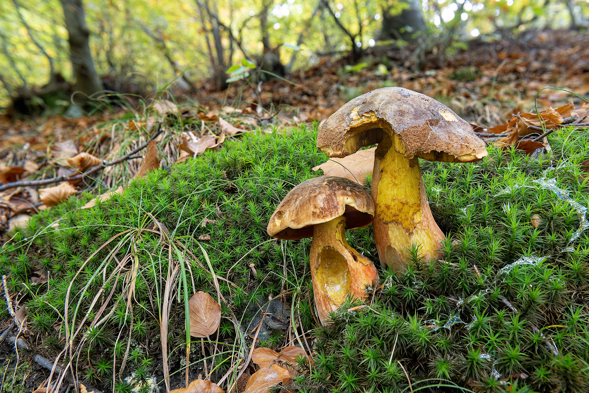 Suillellus luridus