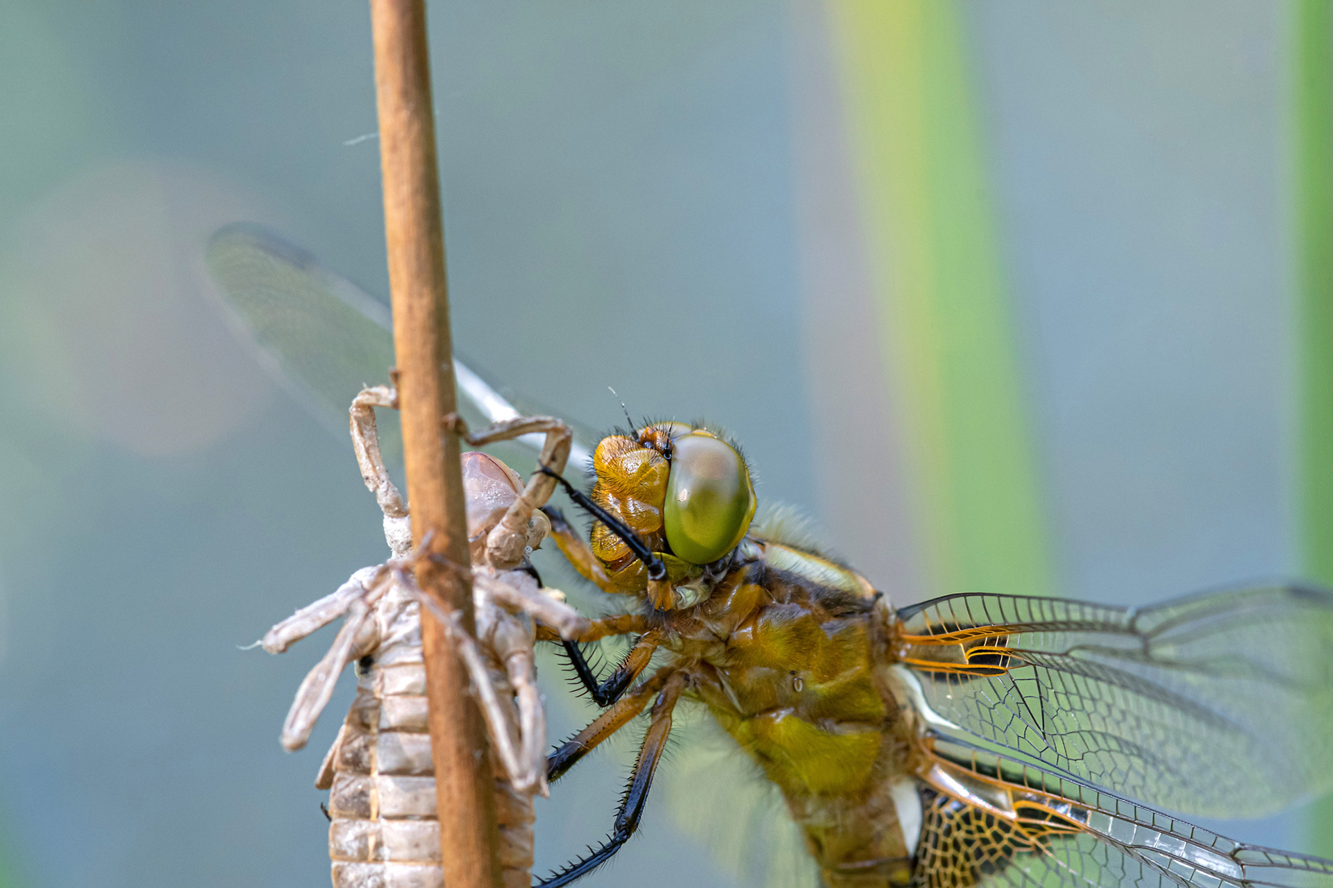 Orthetrum cancellatum