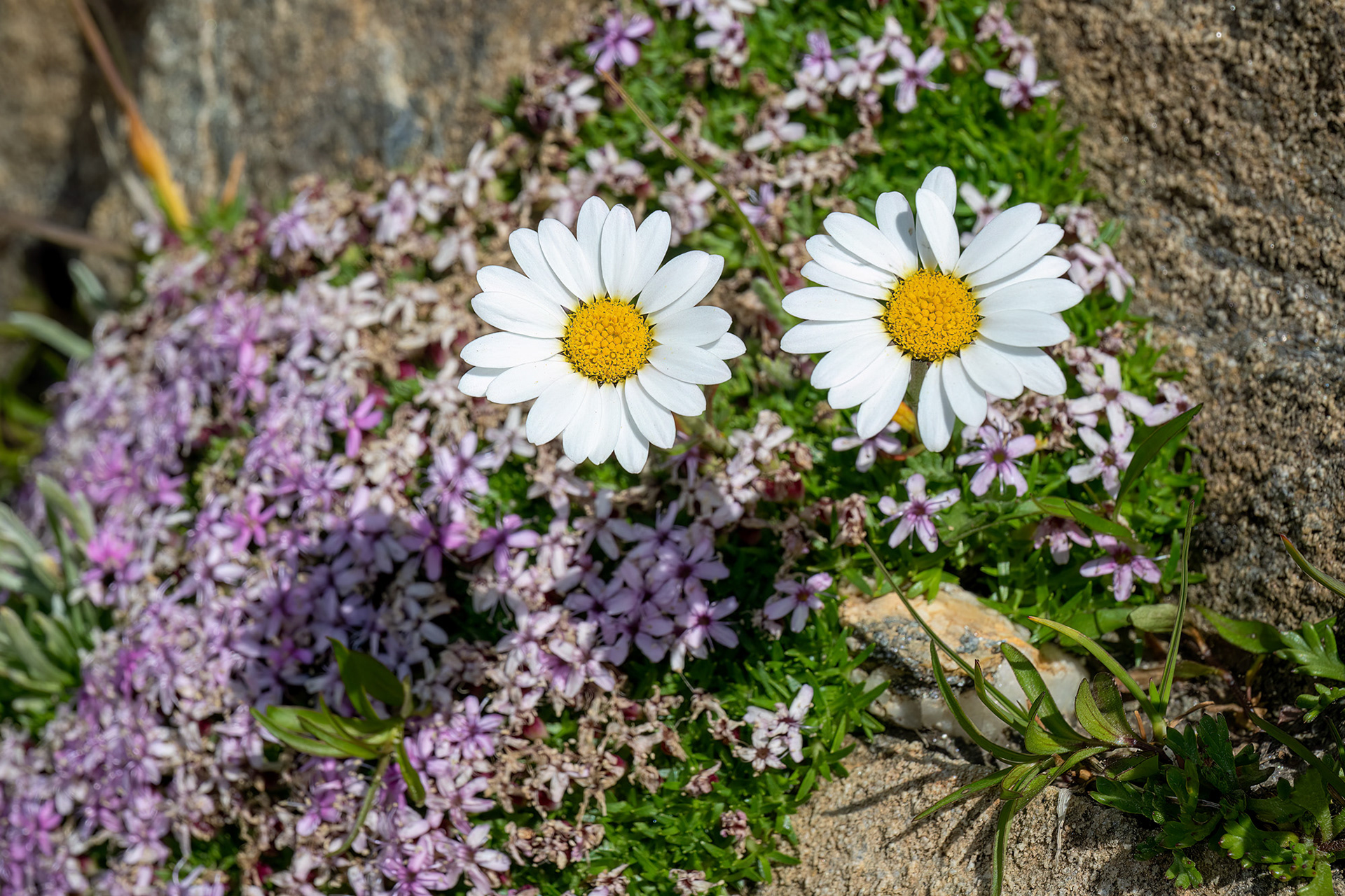 Margherita alpina (Leucanthemopsis alpina)