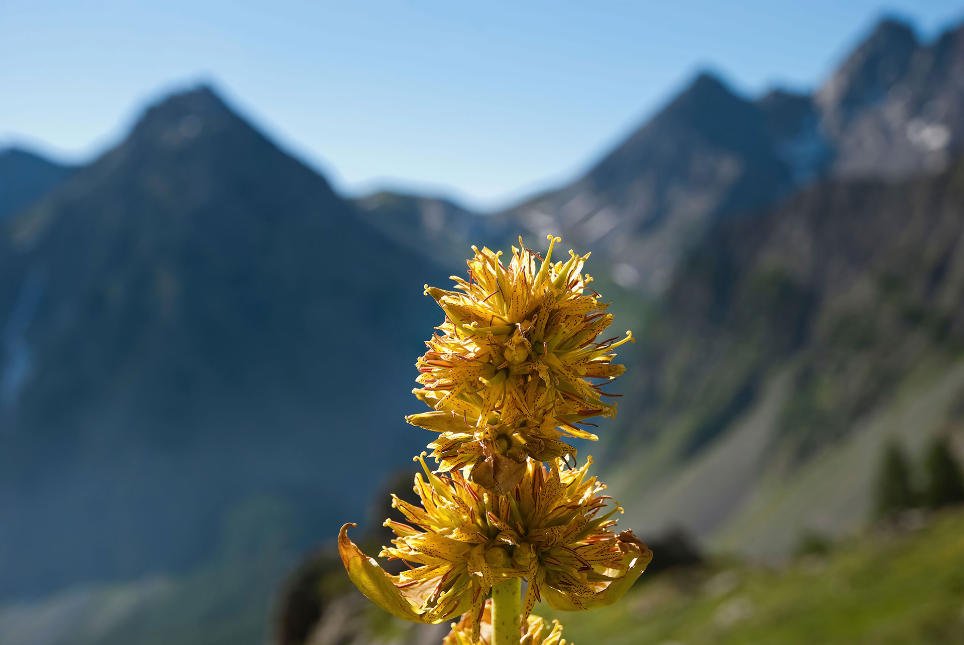 Gentiana lutea