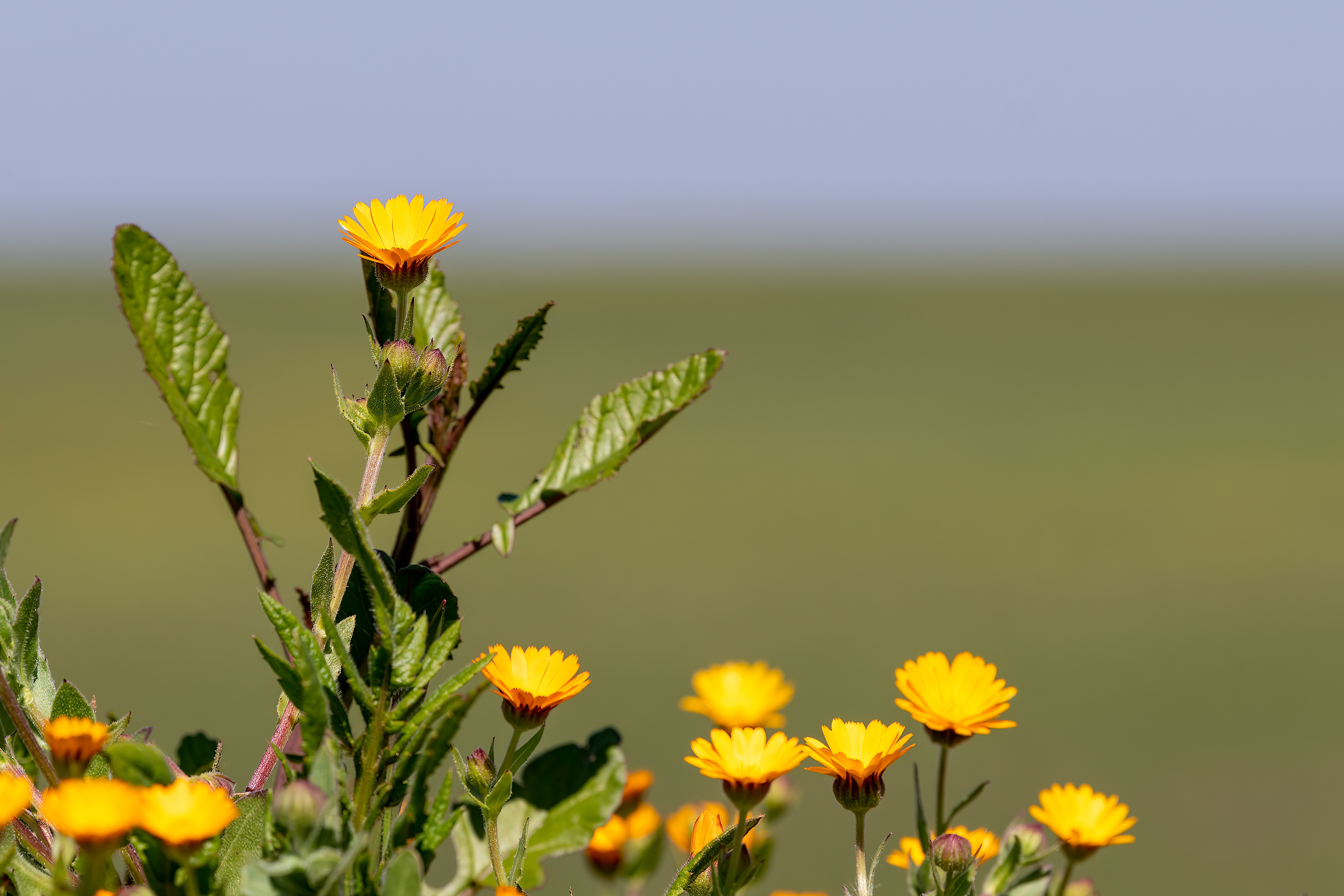 Calendula