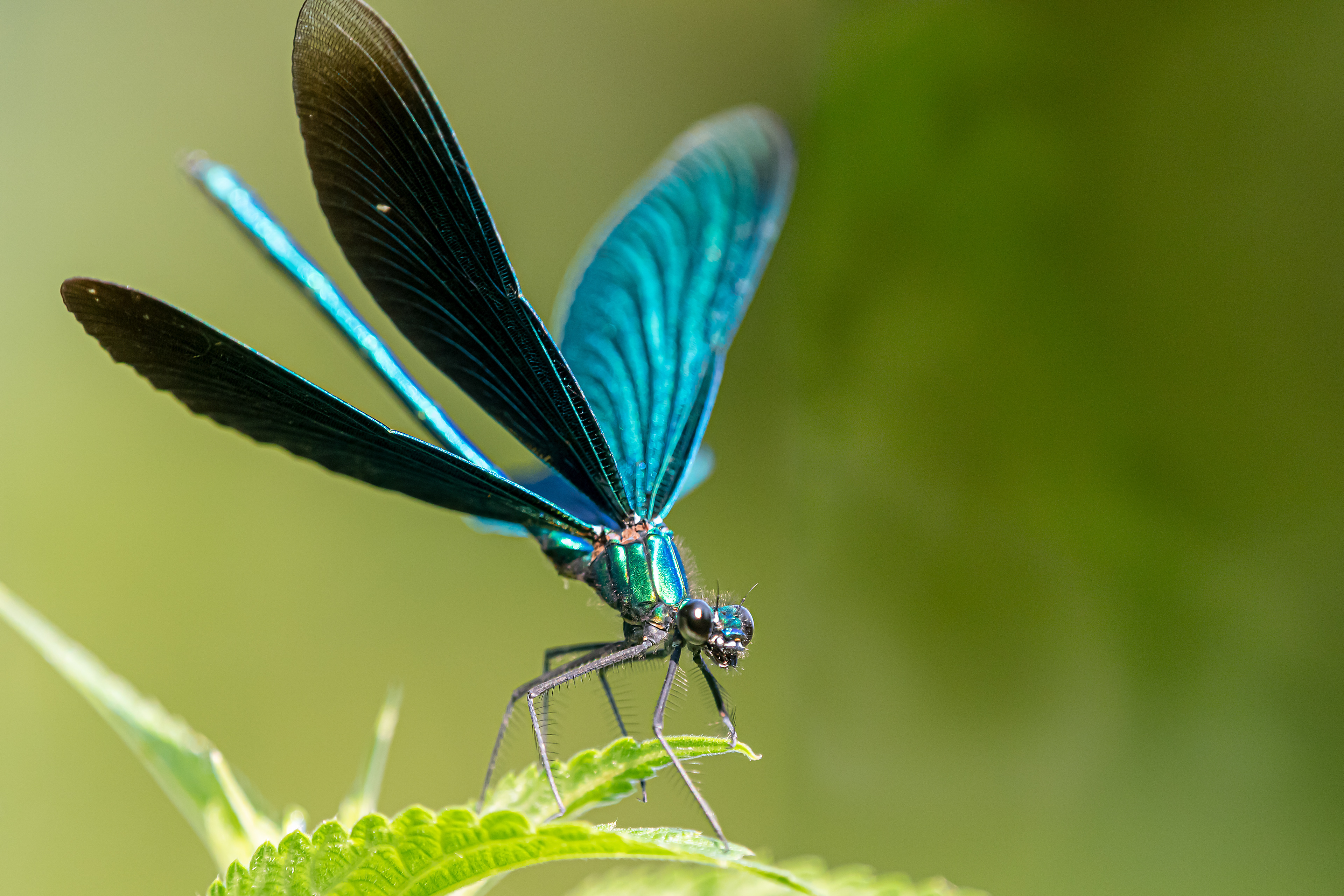 Calopteryx virgo
