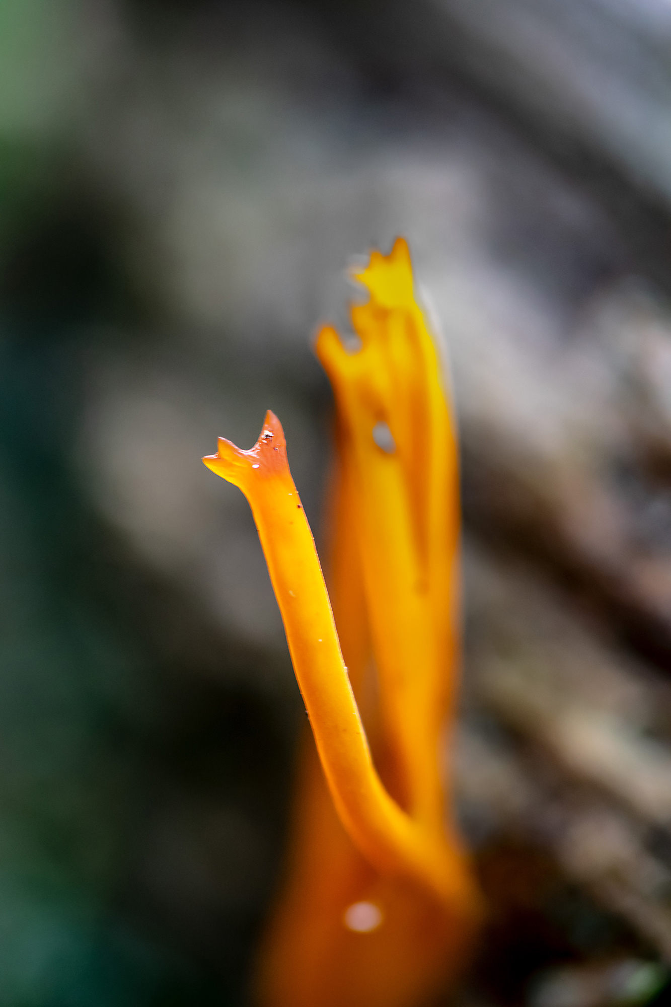 Calocera viscosa