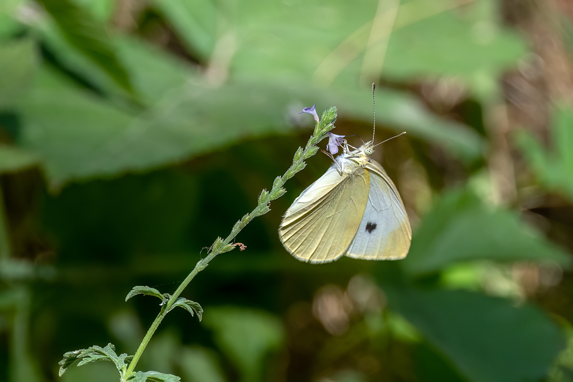 Cavolaia minore - Pieris rapae