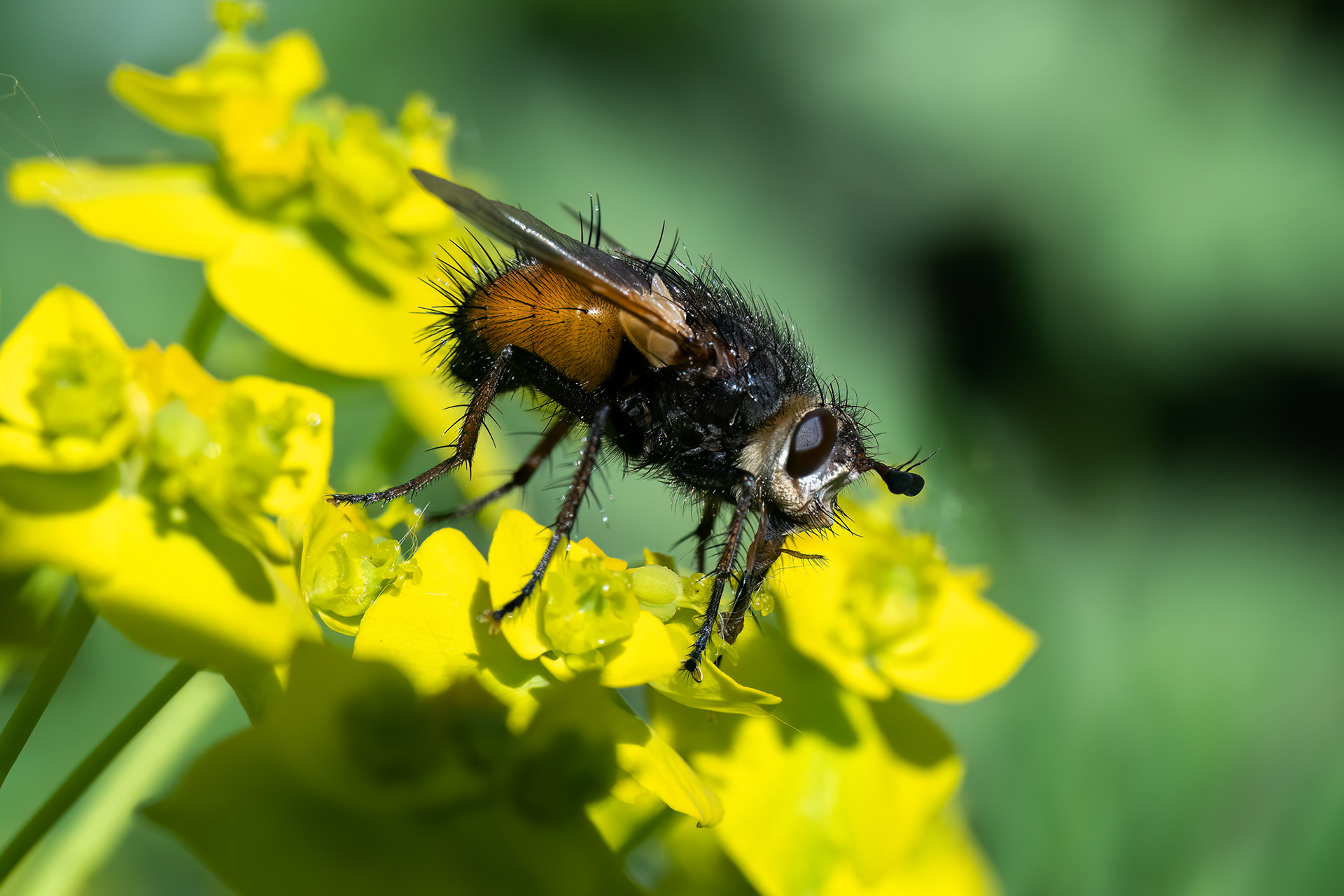 Tachina fera