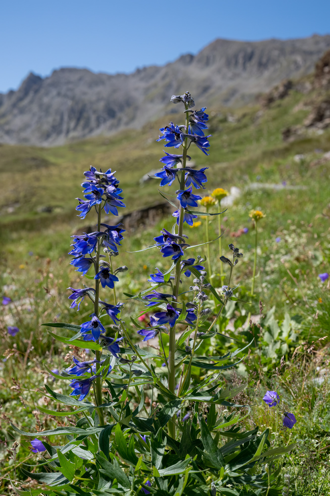 Speronella alpina - Delphinium elatum