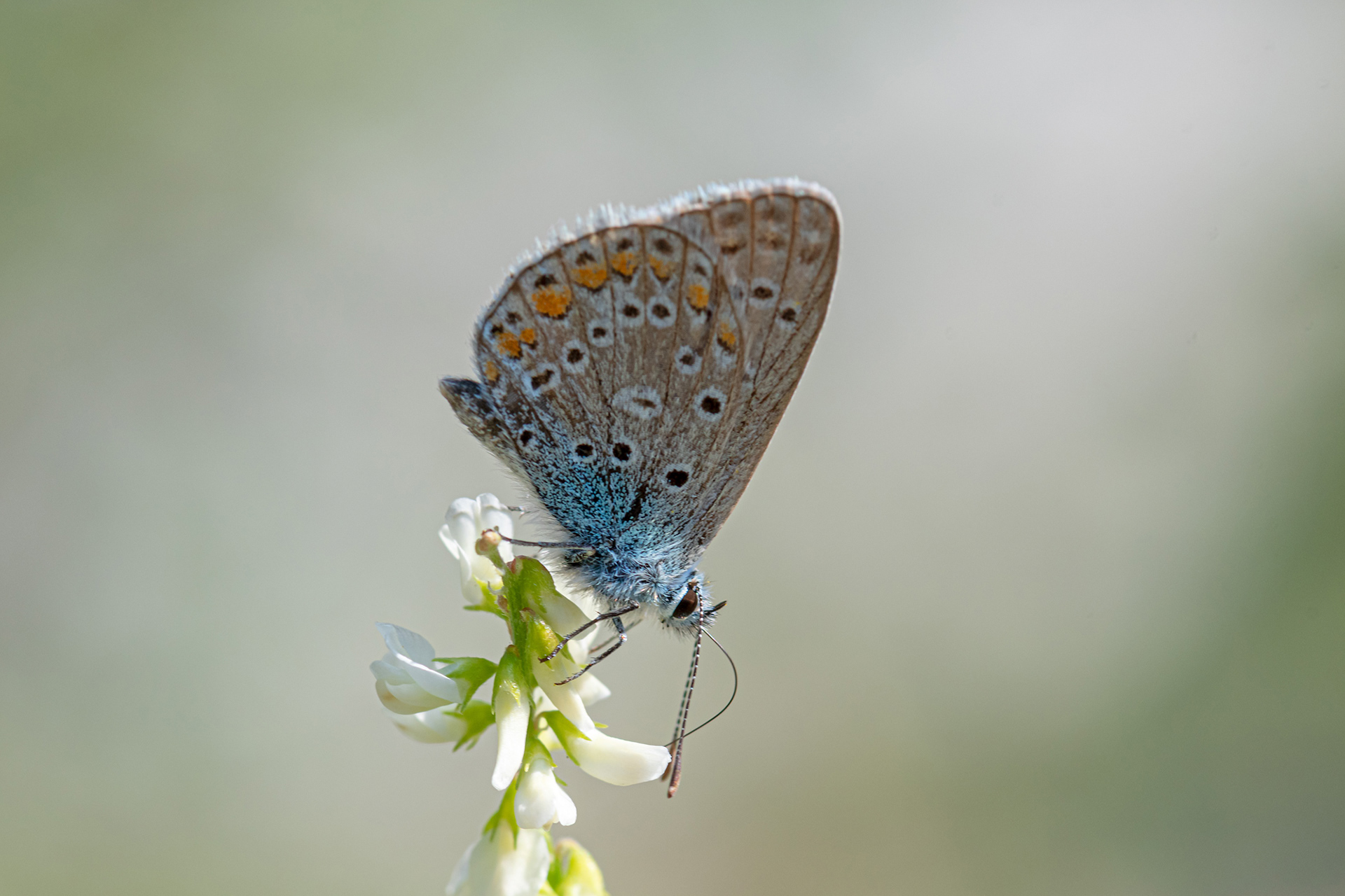 Lycaena bellargus femmina